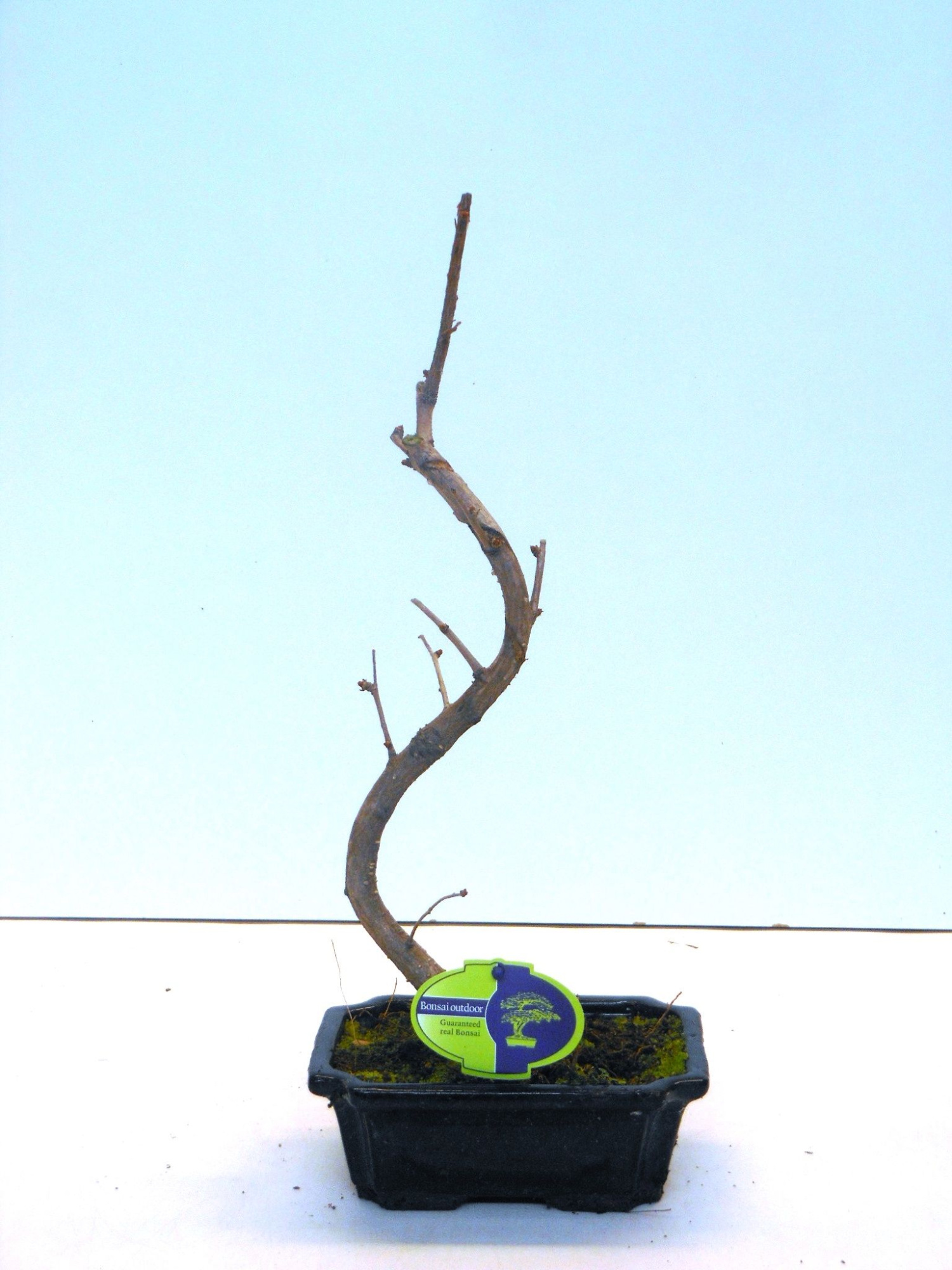 Ginkgo biloba shape, D 19