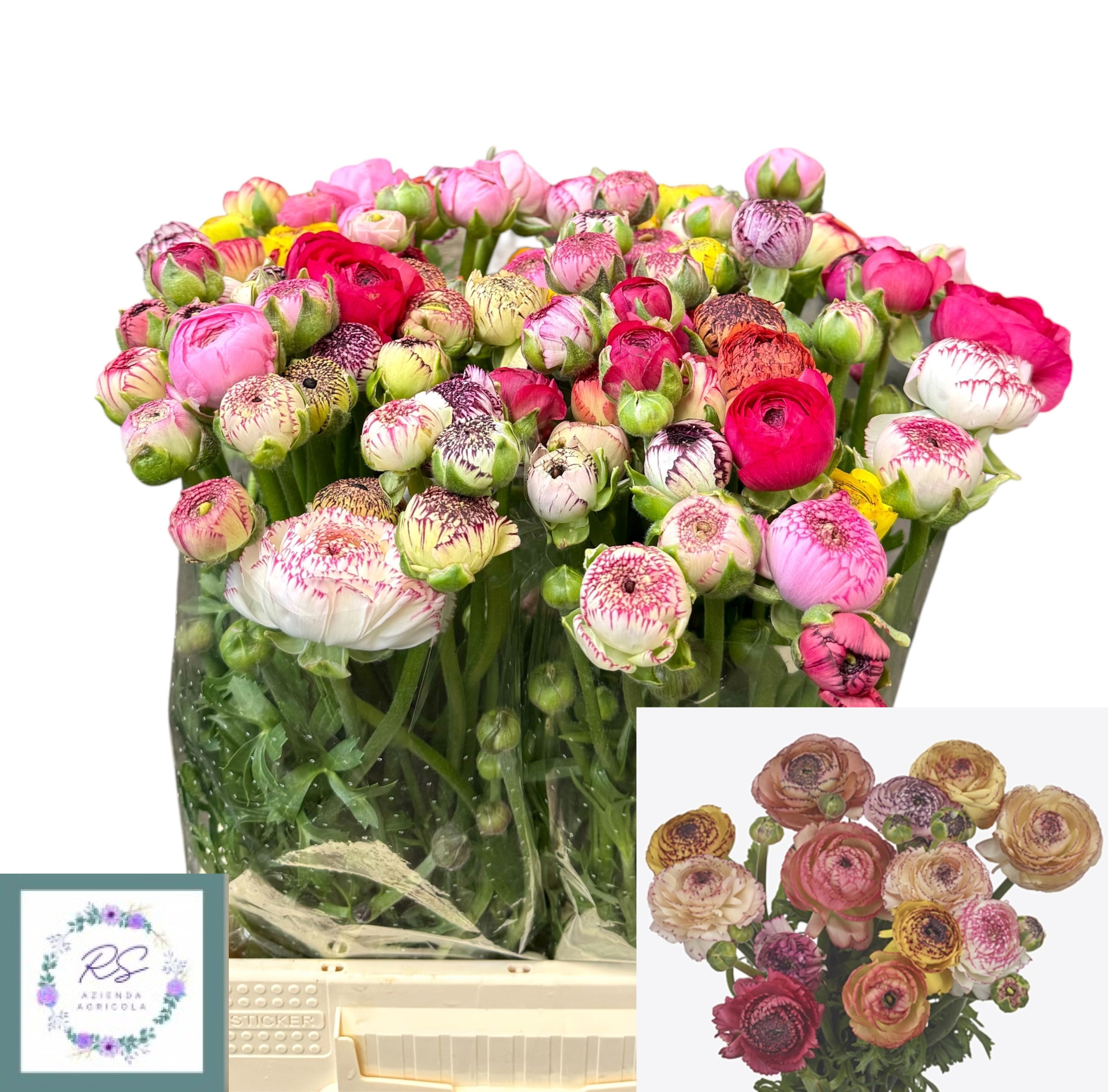 Ранункулус Элеганс Пастель Микс в пачке 45, шт.