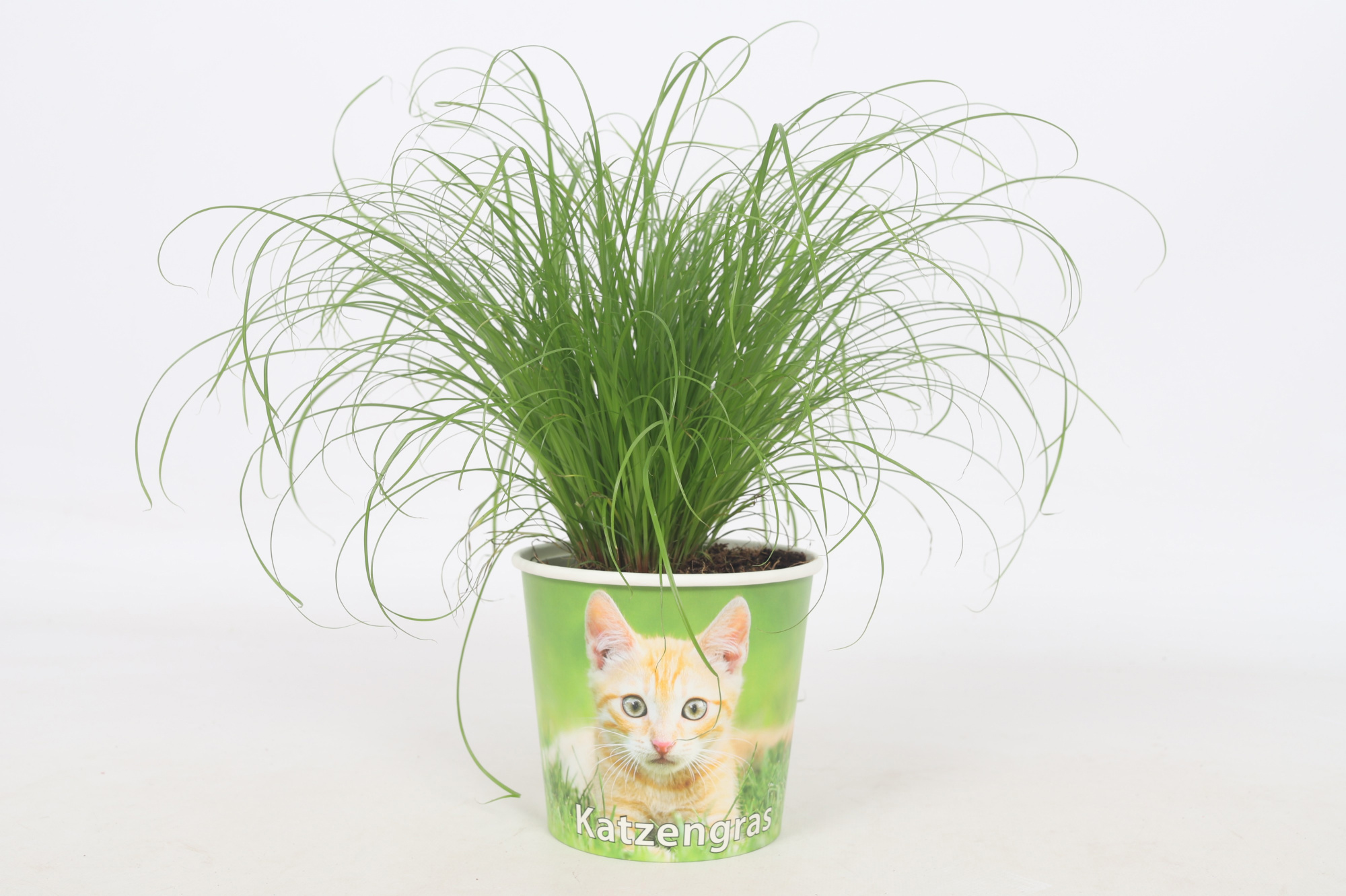 Cyperus Zumula Kattengras 12cm - Beker Jonge Kat Duitse Tekst, D 12 cm