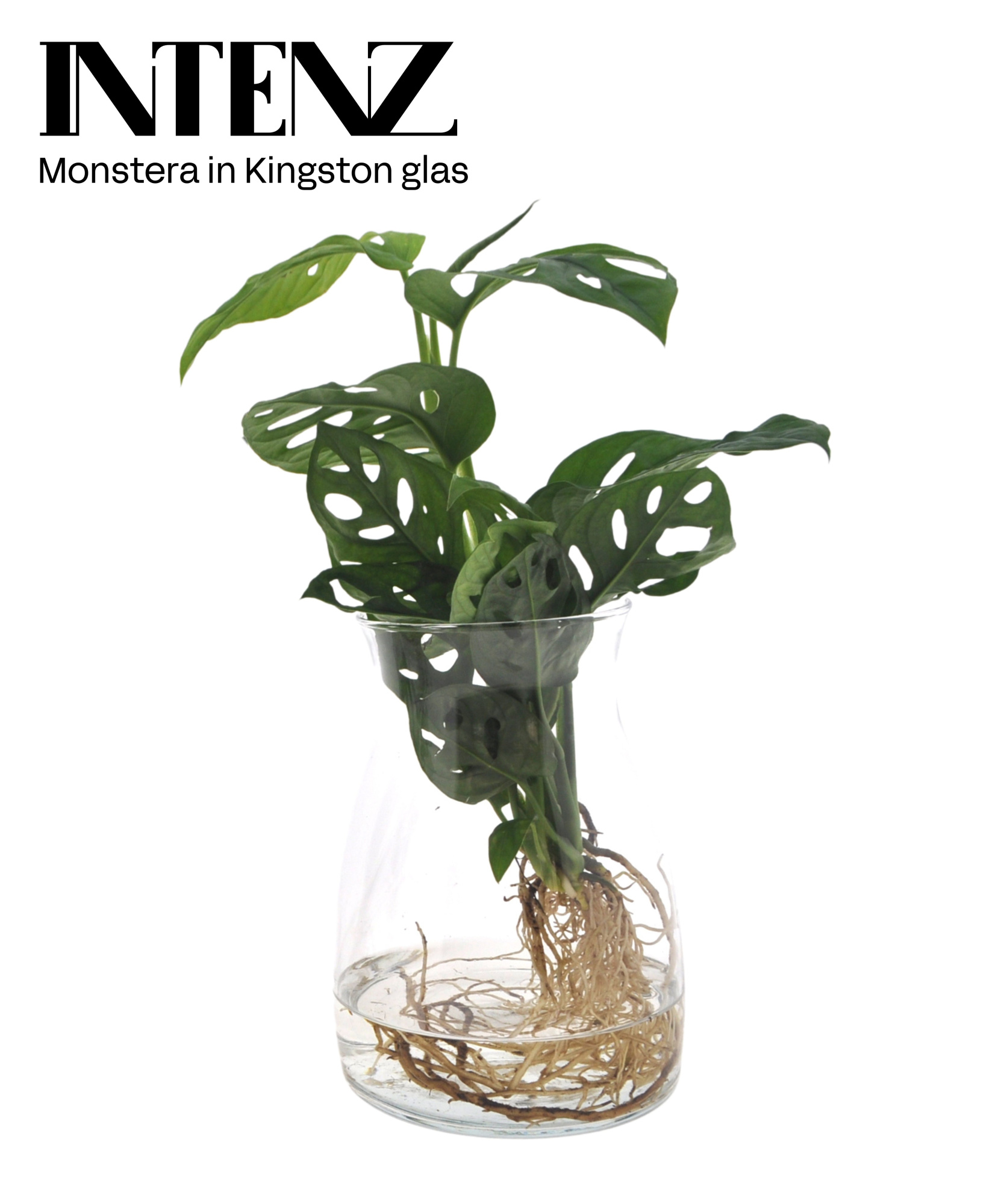 Monstera adansonii 12cm in Kingston glas - levertijd: 24 uur, D 12 cm