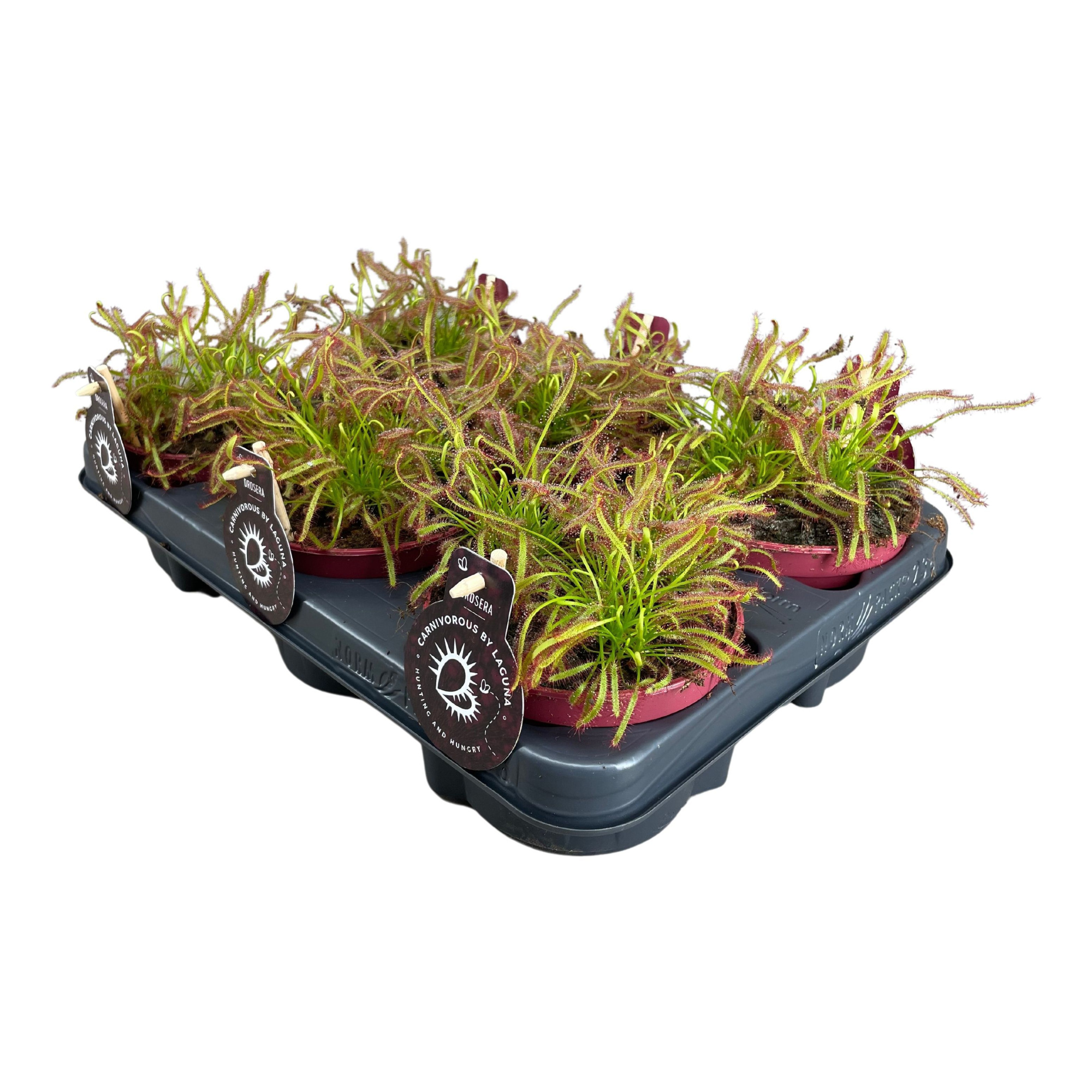 Drosera Capensis 12 cm rood, D 12 cm