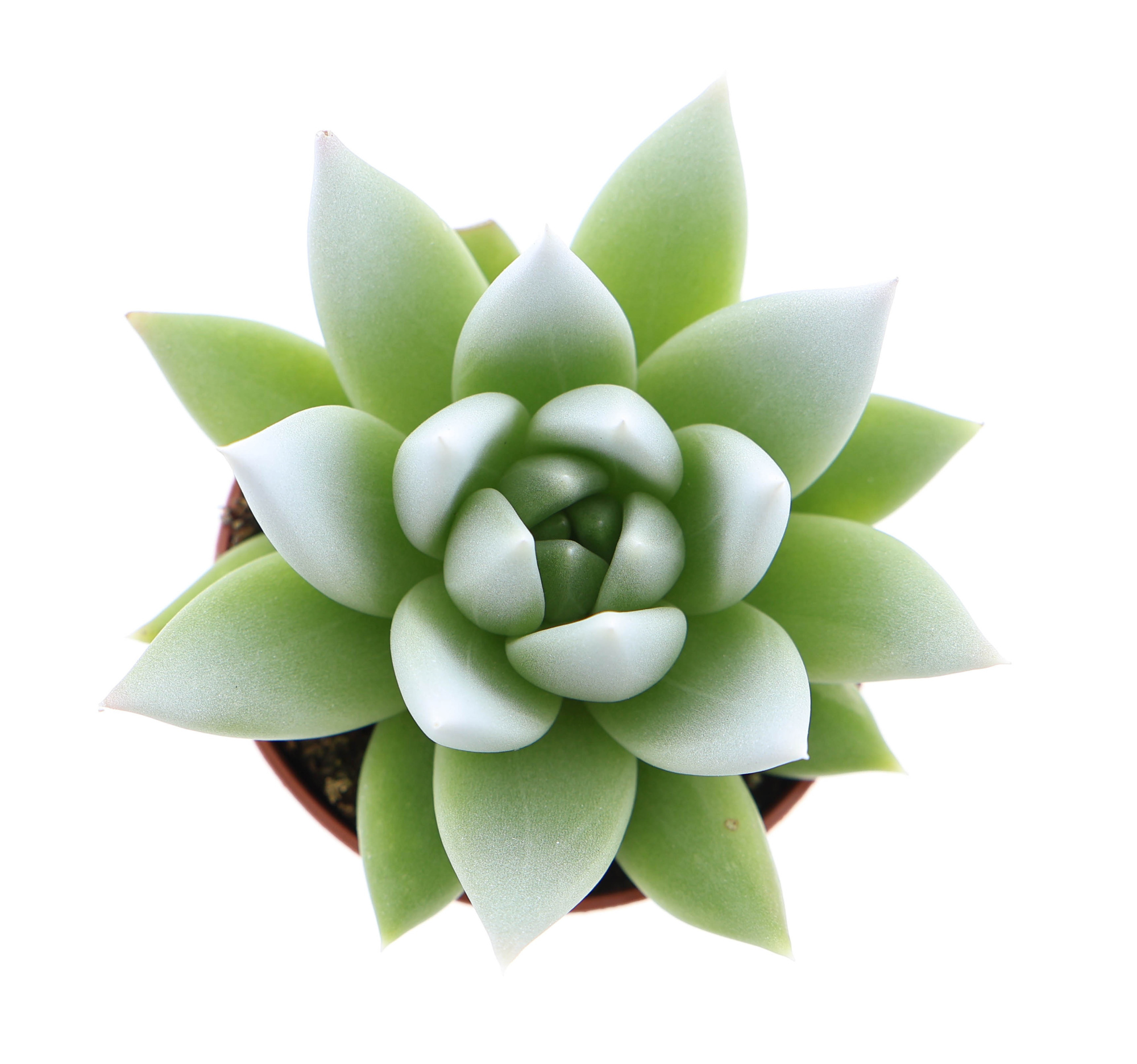 Miranda tips white, D 5,5 cm