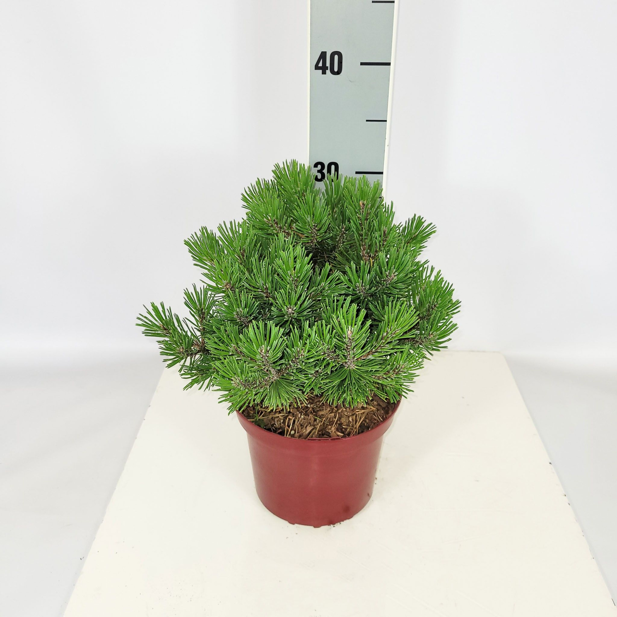 Pinus mugo 'Mops' C2 15-20, D 17 cm