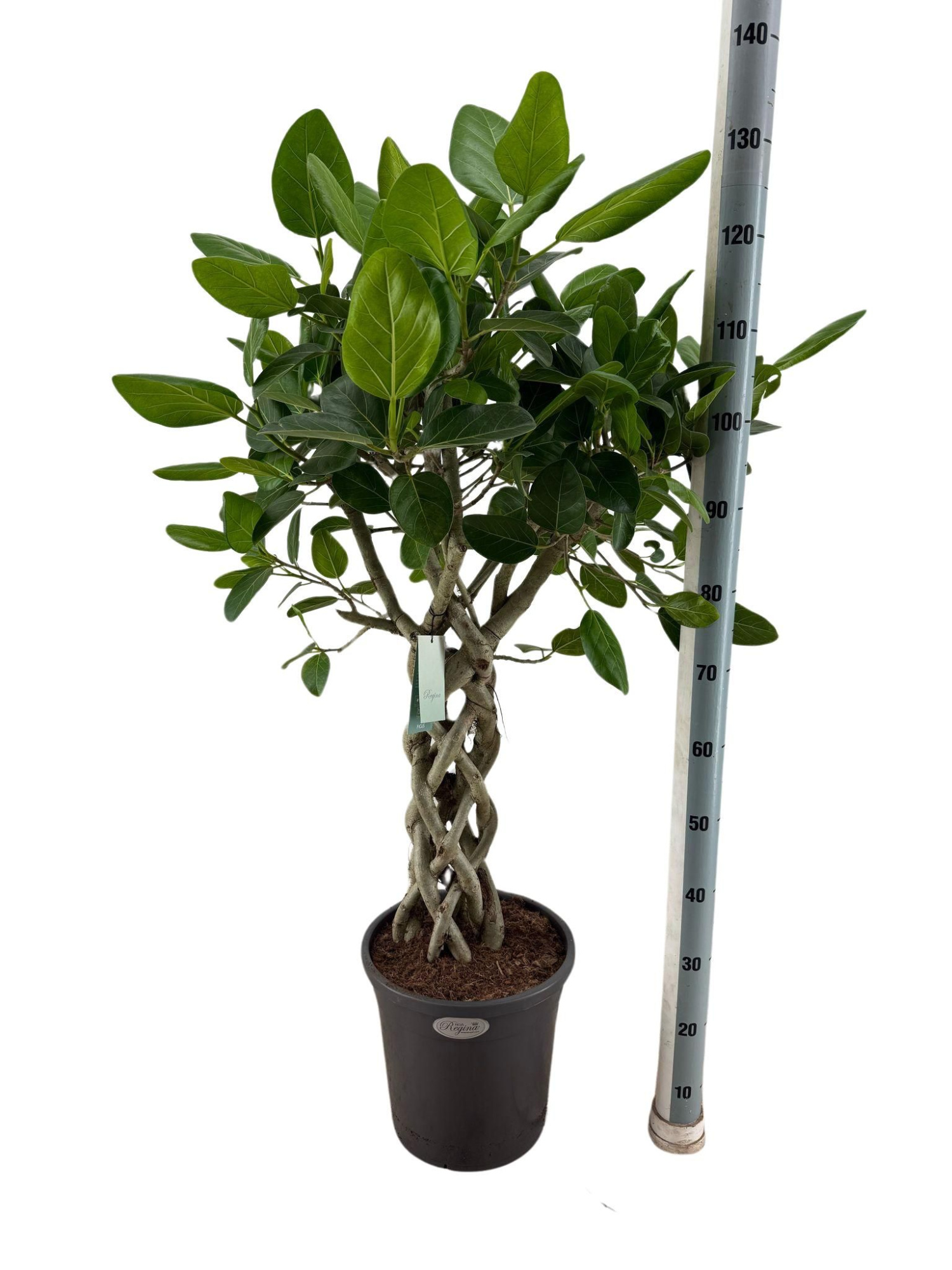 Ficus Benghalensis Audrey koker p31, D 31 cm