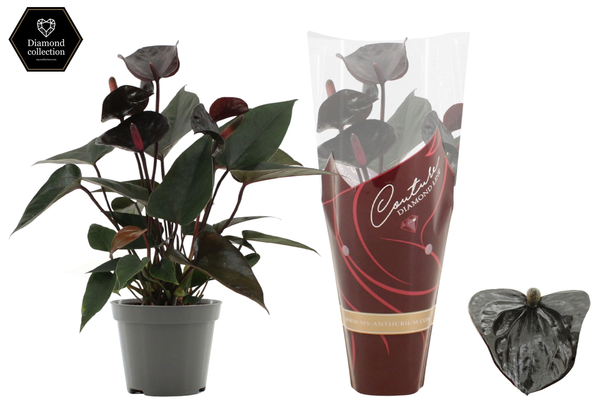 Anthurium 9 cm Black Love in Couture Diamond Line Purple sleeve, D 9