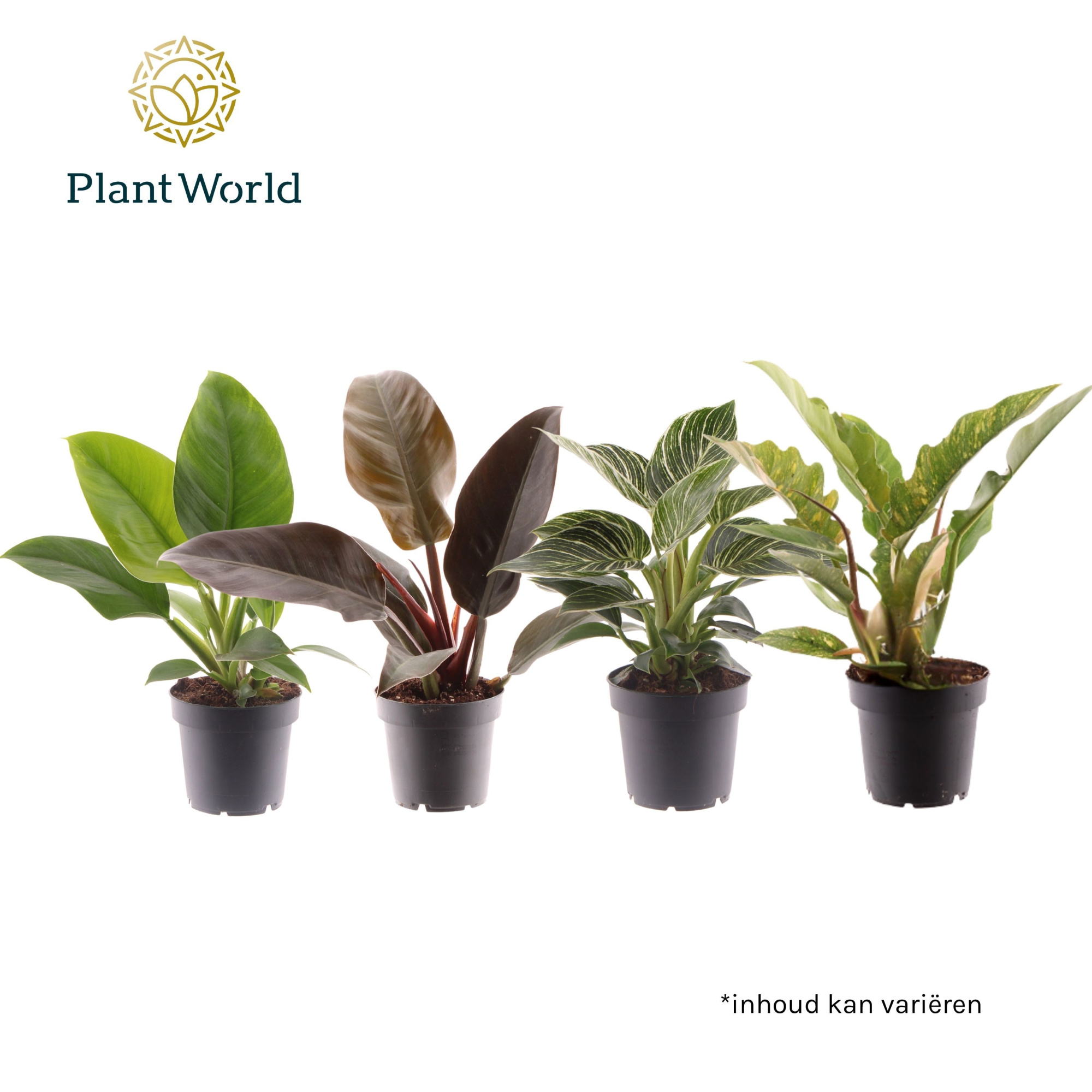 Philodendron gemengd div. soorten P12, D 12