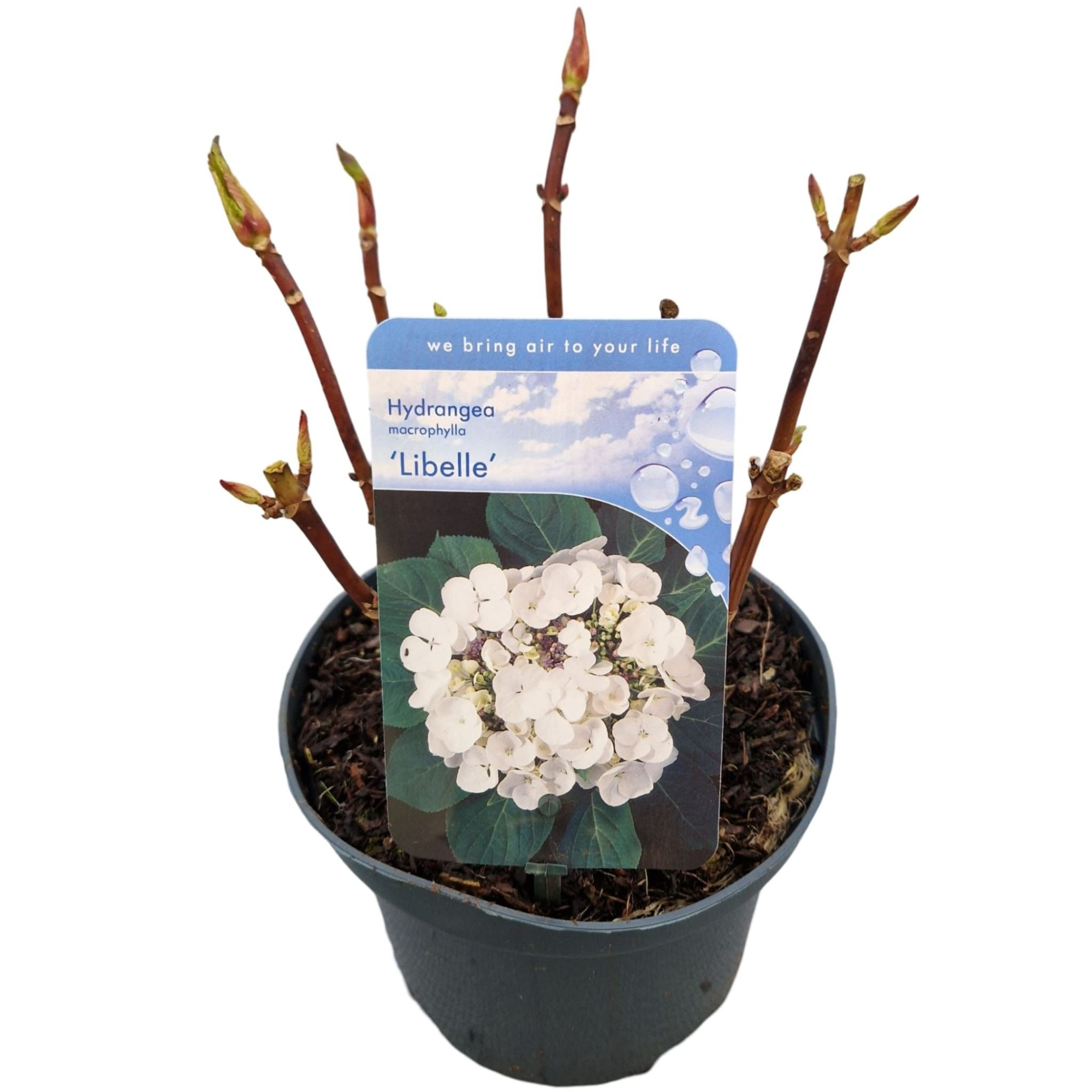 Hydrangea macr. 'Libelle', D 17