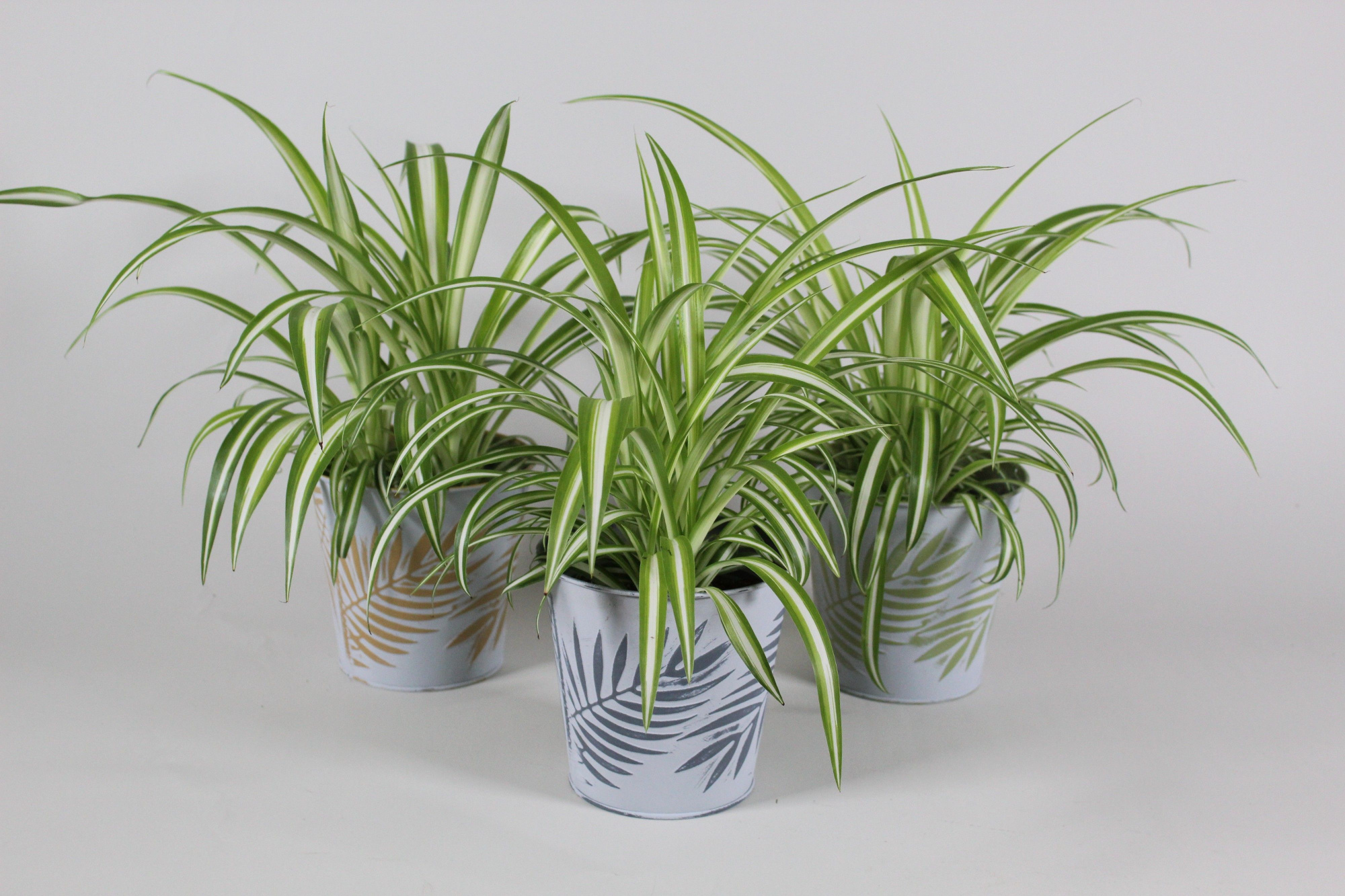 Chlorophytum Variegatum in sierpot zink 3 kleuren, D 12 cm