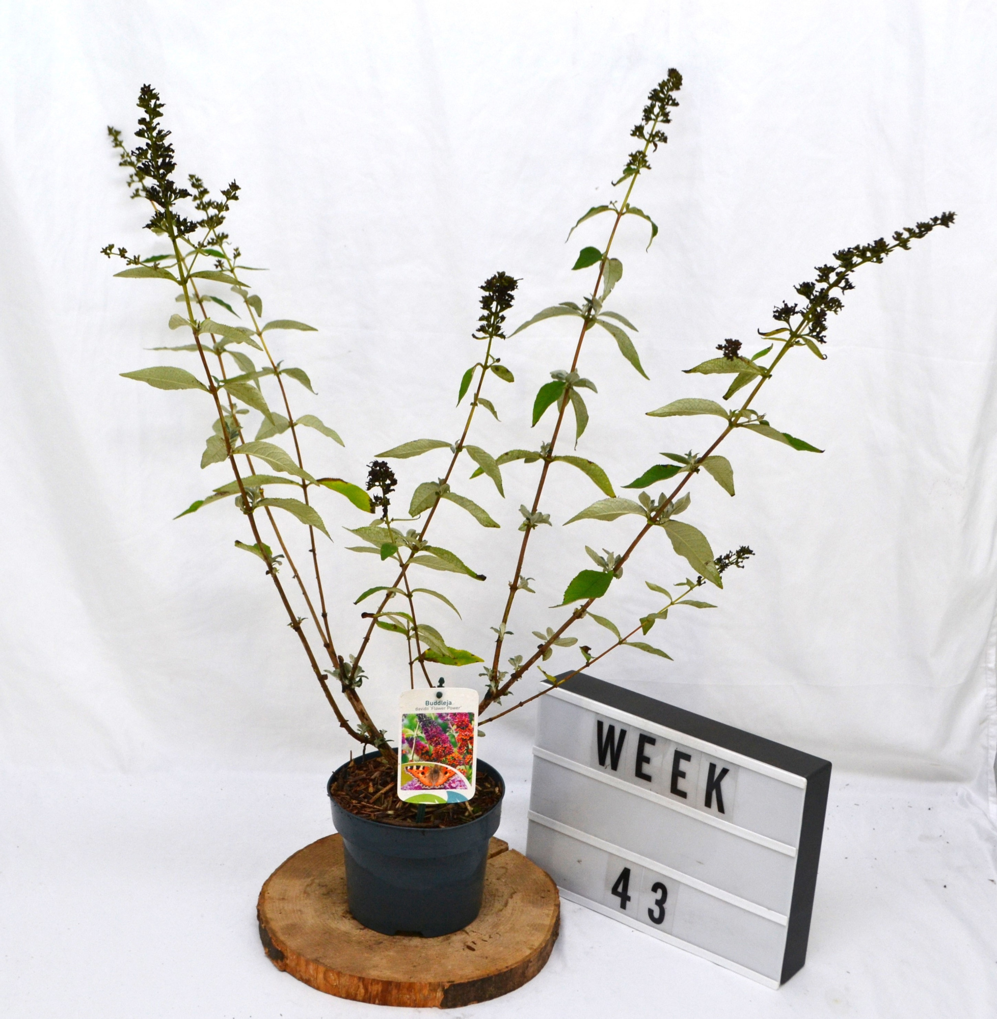 Buddleja weyer Flower Power C2, D 17 cm