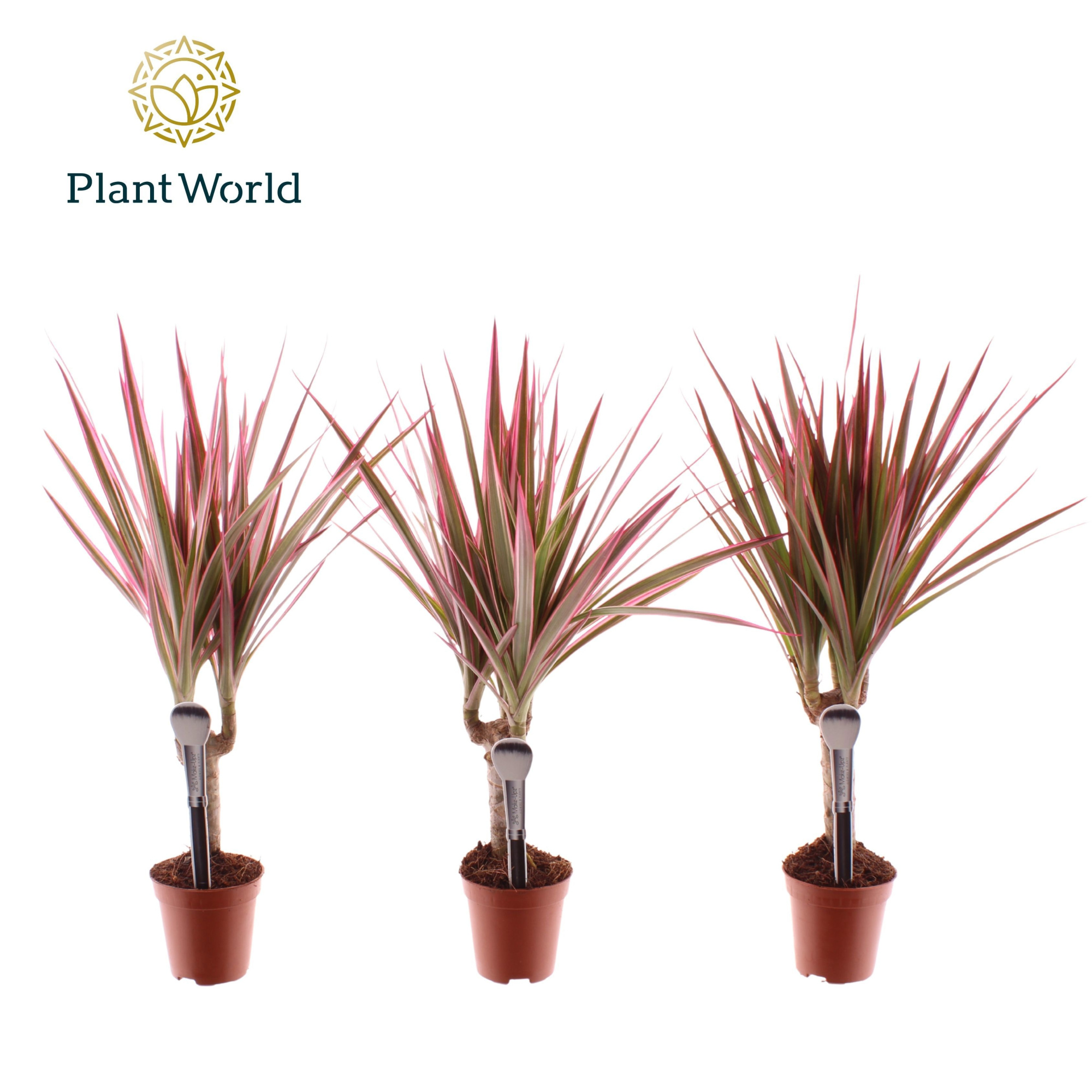 Tummy Dracaena Make-Upz op stam roze, D 5,5