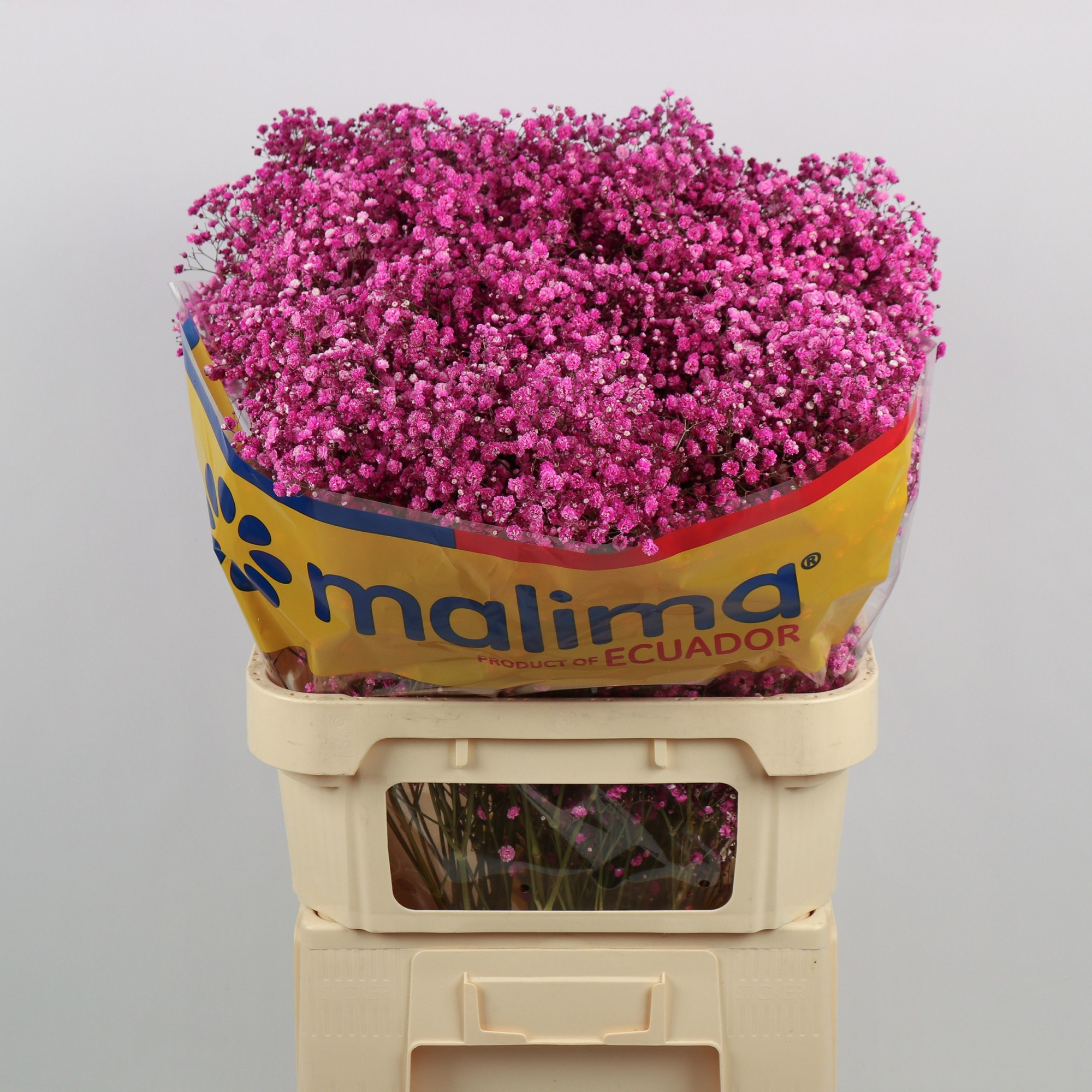 Гипсофила Овериг Крашеная (краш. ) 75, шт.