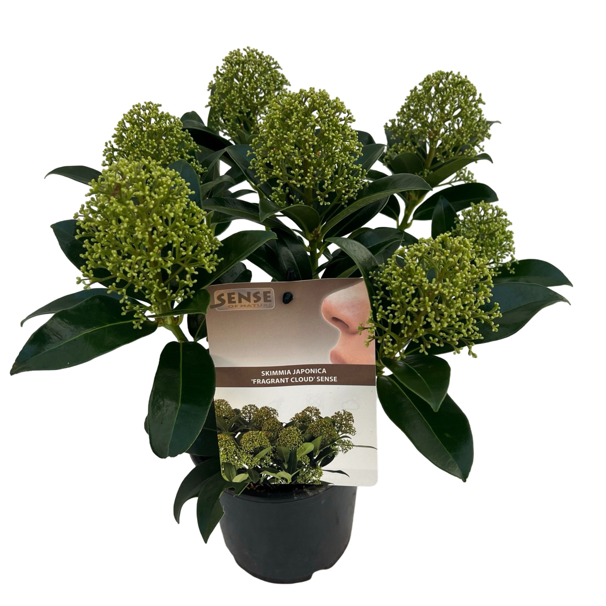 Skimmia jap. 'Fragans Cloud' sense, D 15 cm