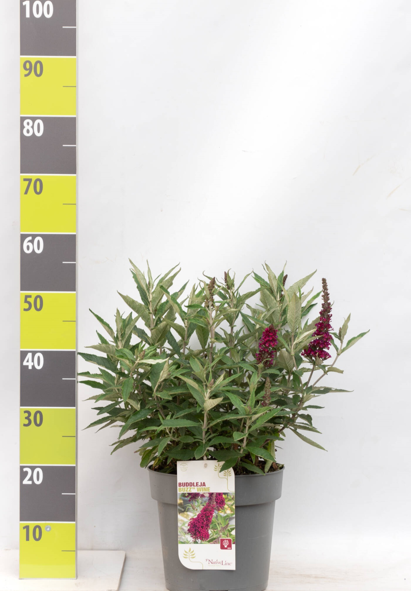 Buddleja 'Buzz Wine' -R- C 7, D 27 cm