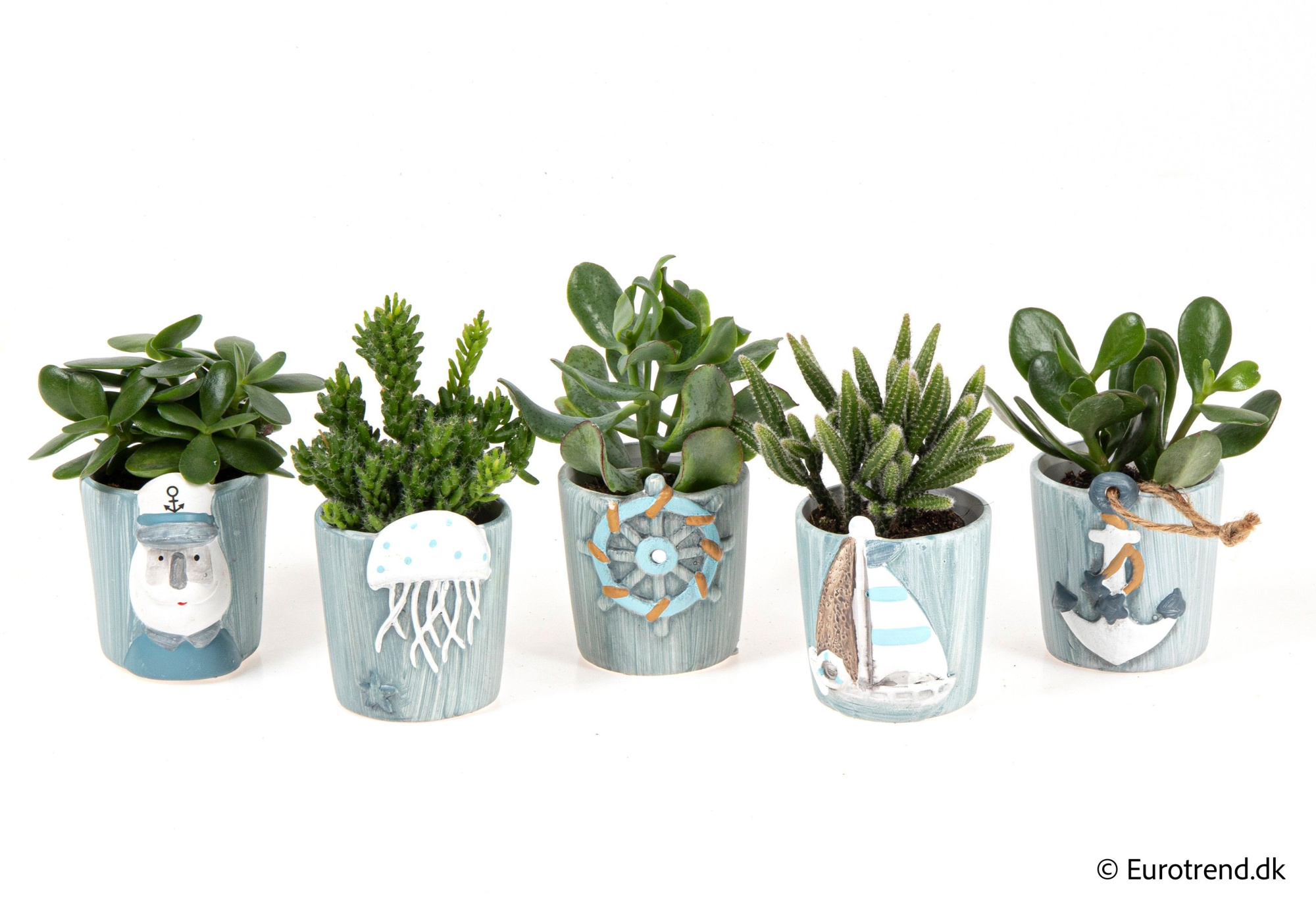 Succulent mix in sea ceramic - Spring, Summer & Autumn 2025, D 6 cm