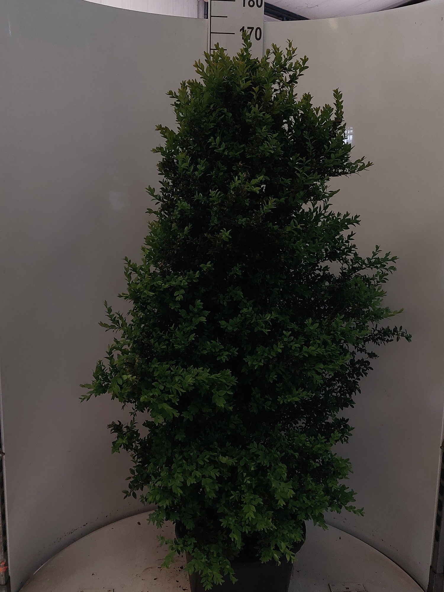 Buxus struik 130, D 38 cm