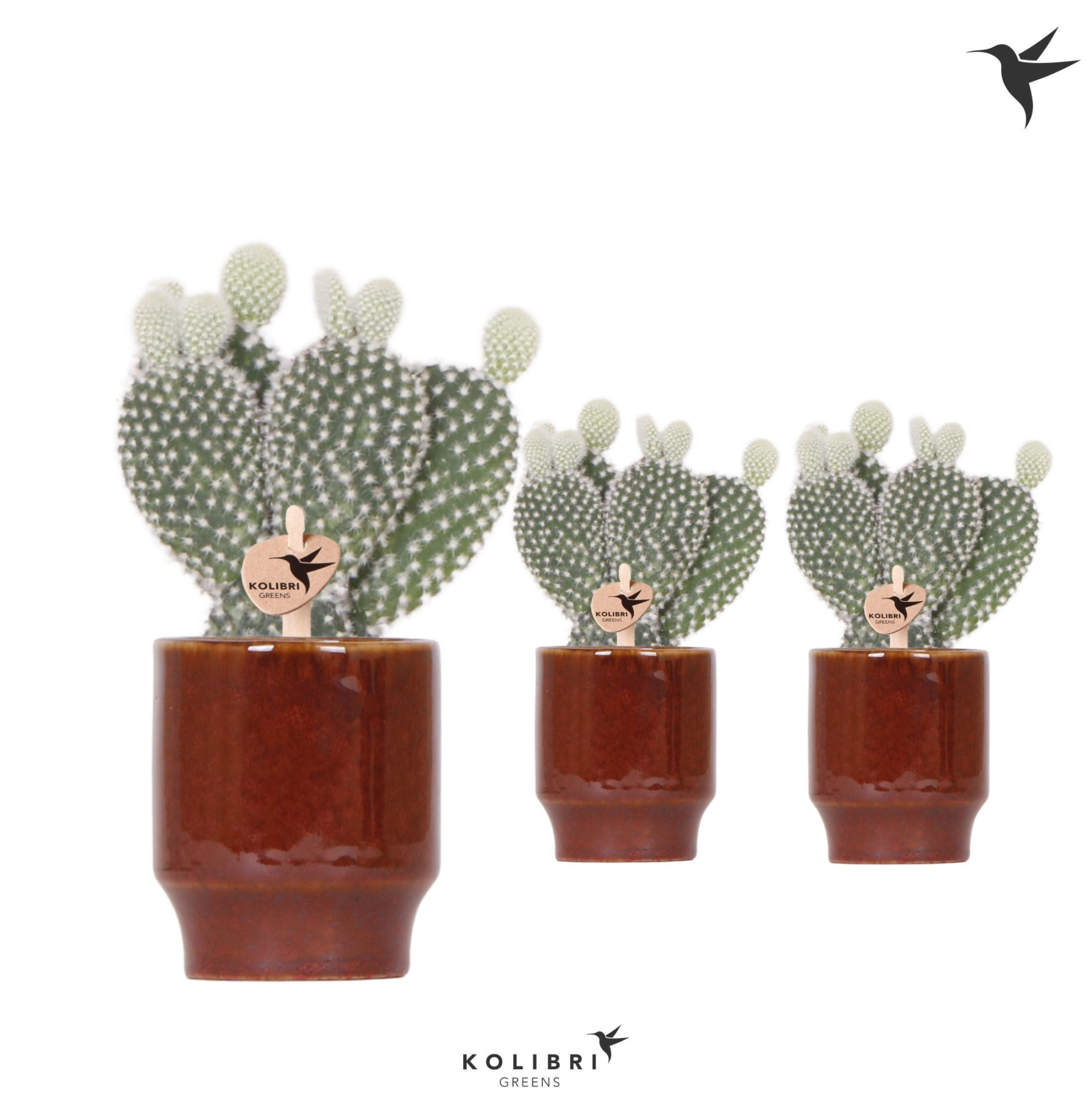 Kolibri Greens Opuntia white in Classy pot red, D 6 cm