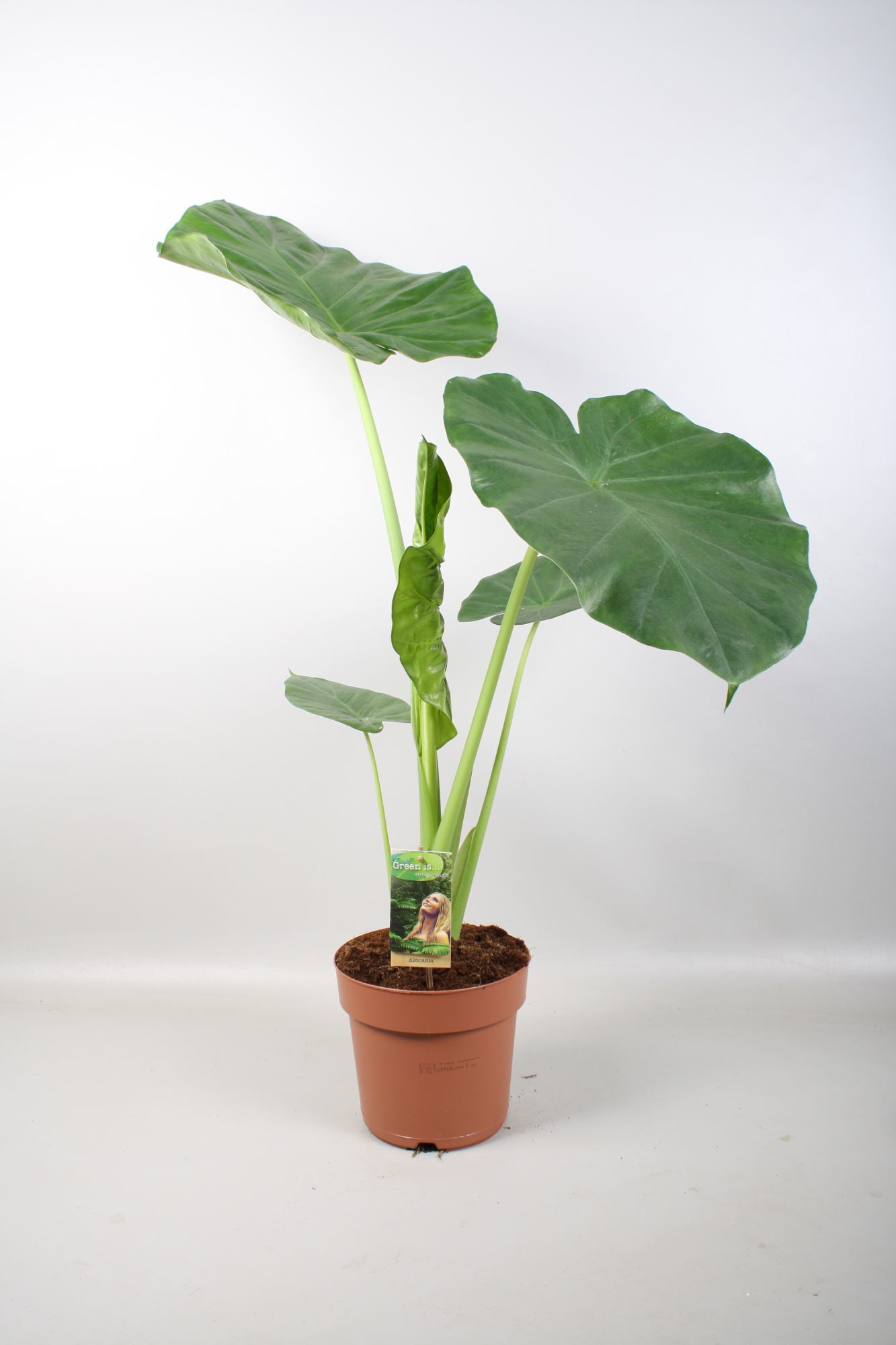 Alocasia Macrorrhiza, D 17