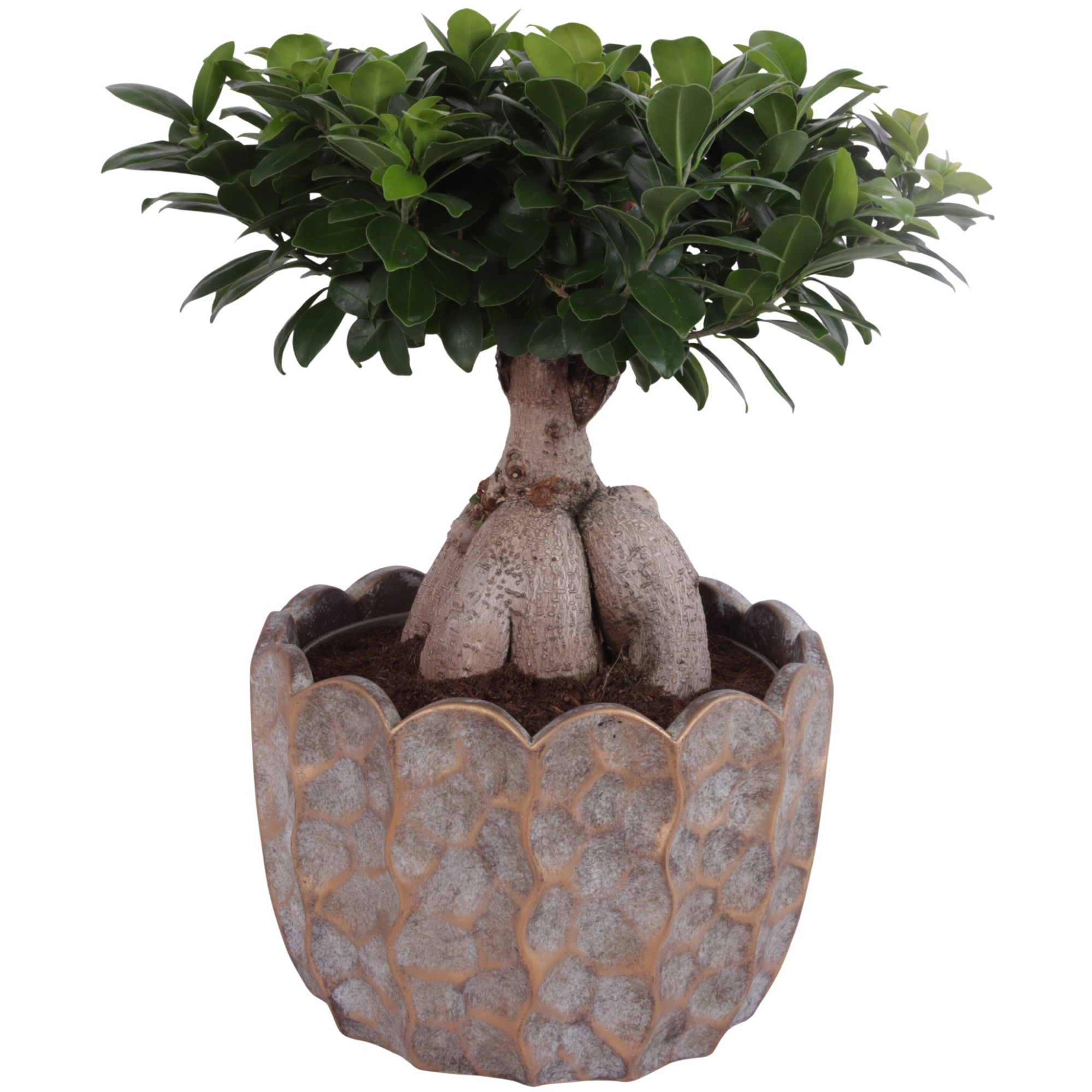 Ficus m. Ginseng Ball Shape Ø24cm in Ø28cm Ceramic PL670, D 28