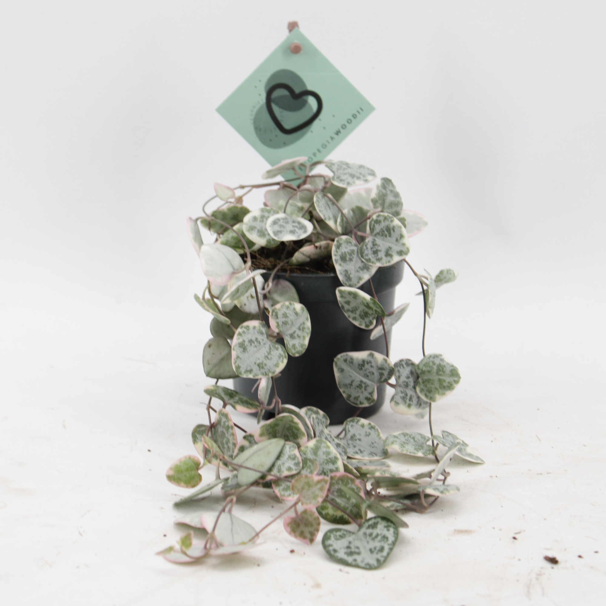 Ceropegia Woodii Variegata, D 8,5 cm