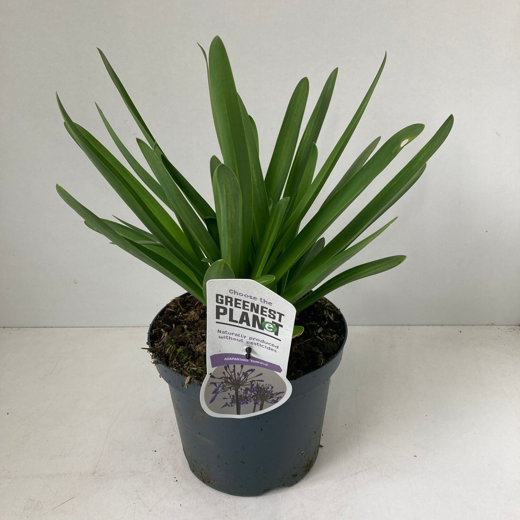 Agapanthus 'Sunfield', D 19 cm