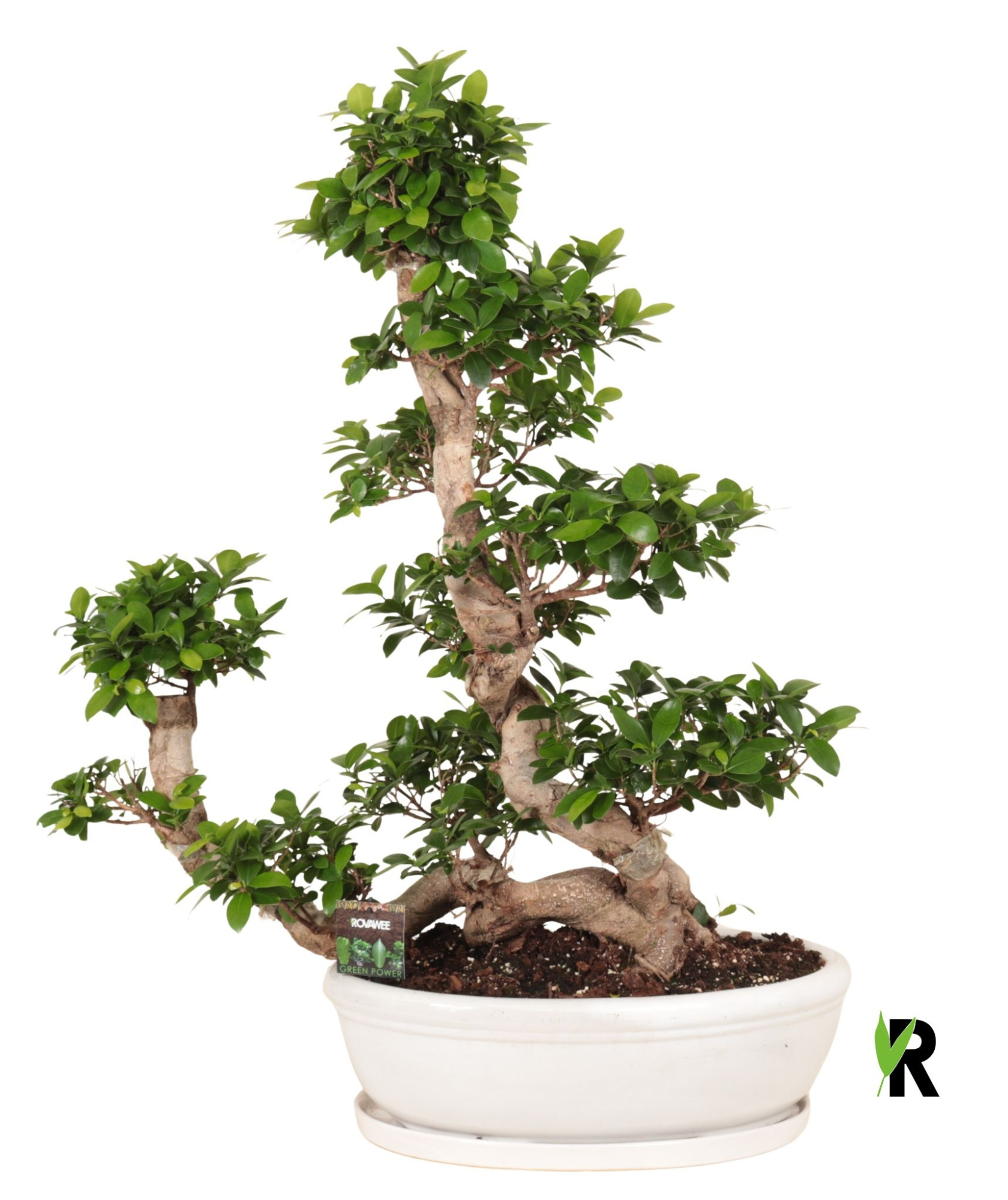 Ficus micr. Waterval in keramiek ovaal schaal met schotel wit, D 50 cm