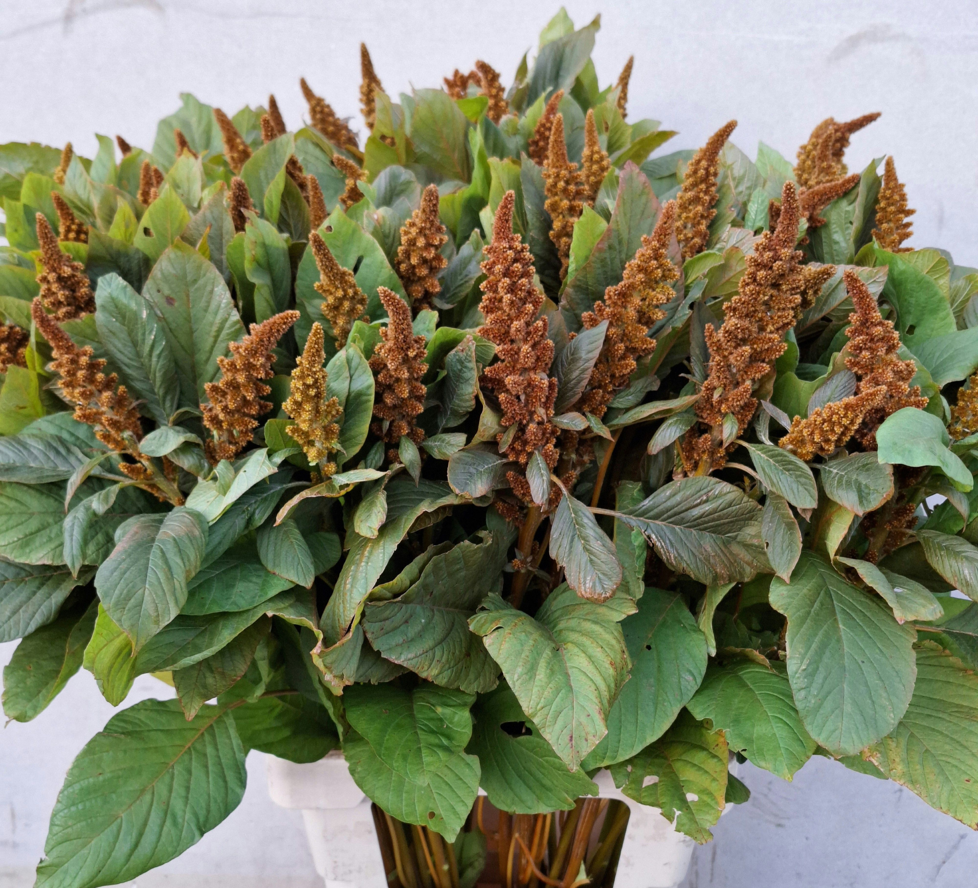 Амарантус Хот Бисквитс 75, шт.