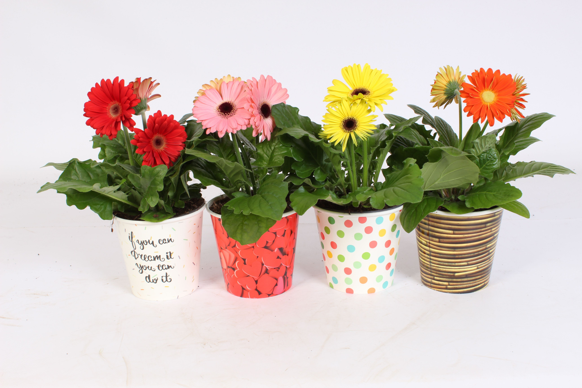 Gerbera gemengd 2+ in surprise beker 4assorti, D 12 cm