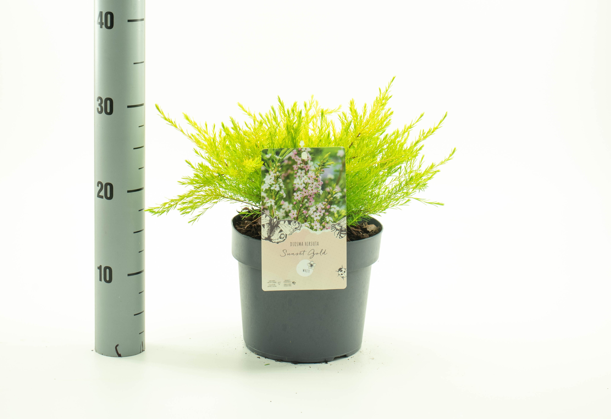 Diosma hirsuta 'Sunset Gold', D 19 cm