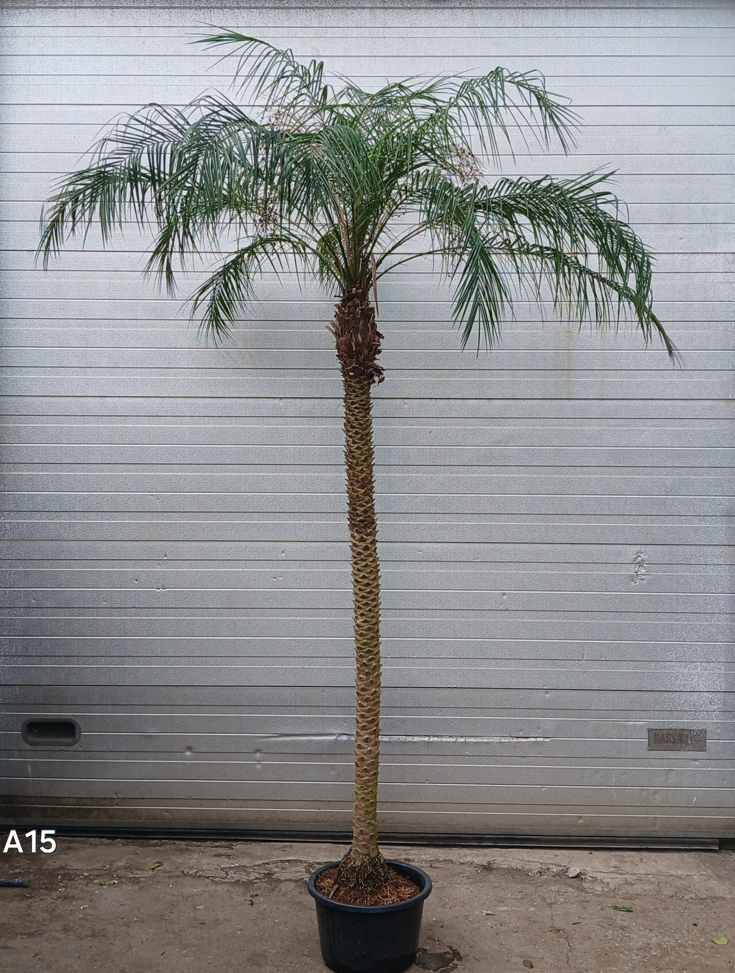 phoenix roebilinii, D 36 cm