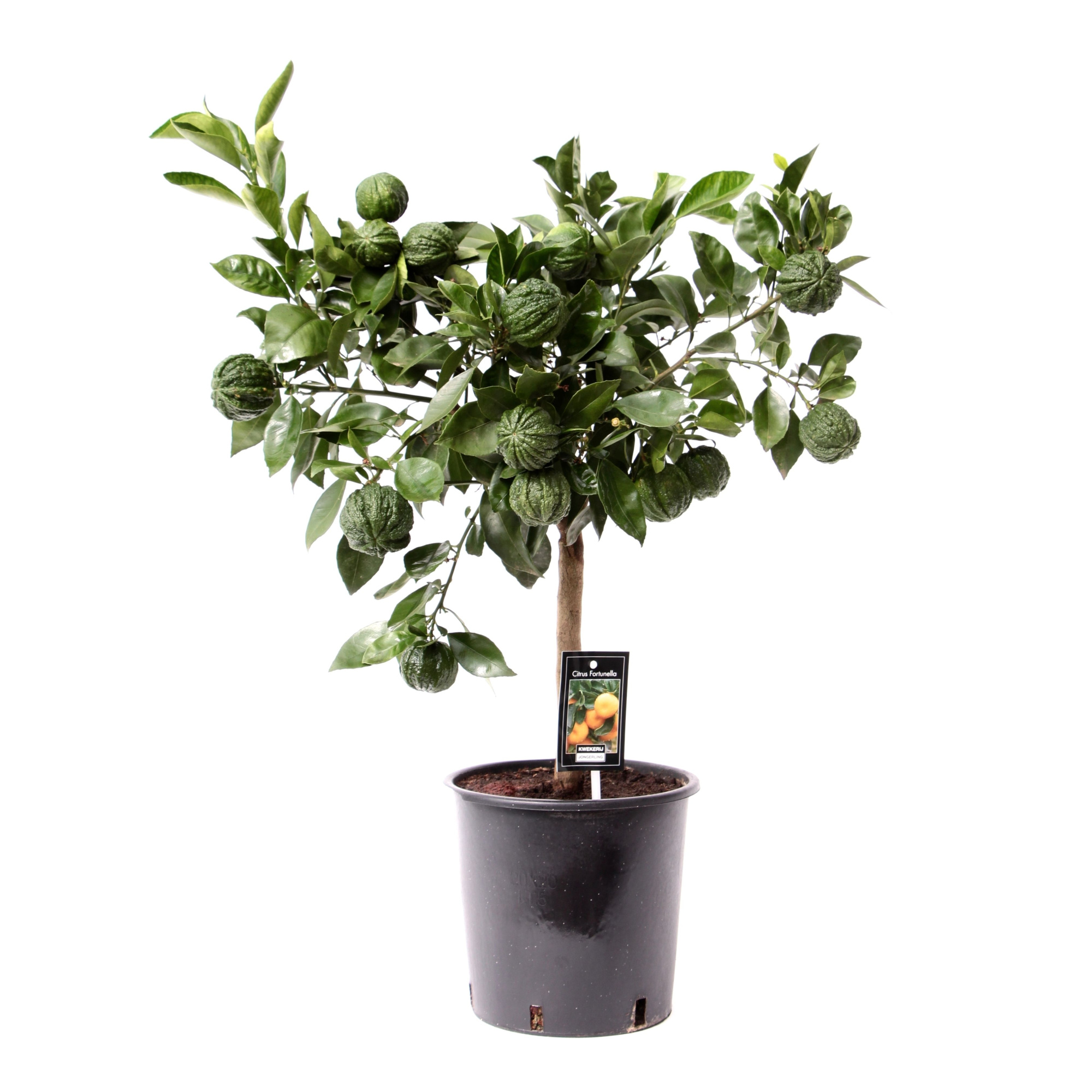 Citrus Canaliculata, D 22 cm