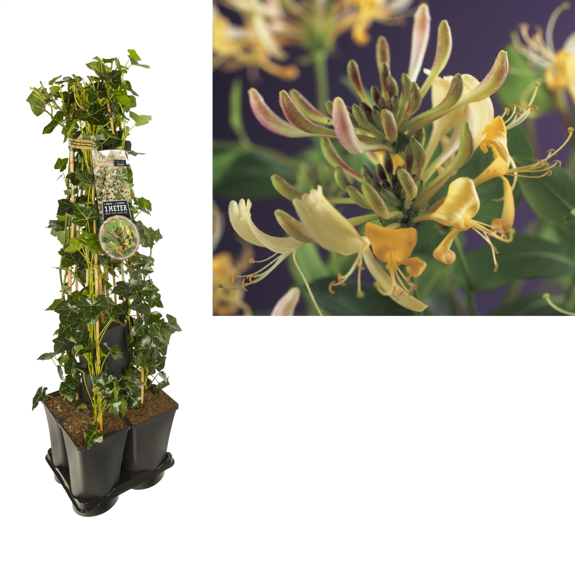 1 m. privacy mix Hedera + Lonicera 'periclymenum' +label, D 17 cm