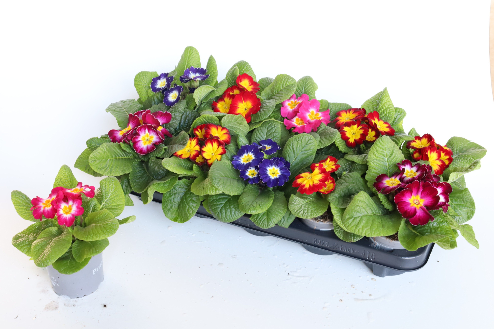 Primula Acaulis "Old Dream", D 10,5