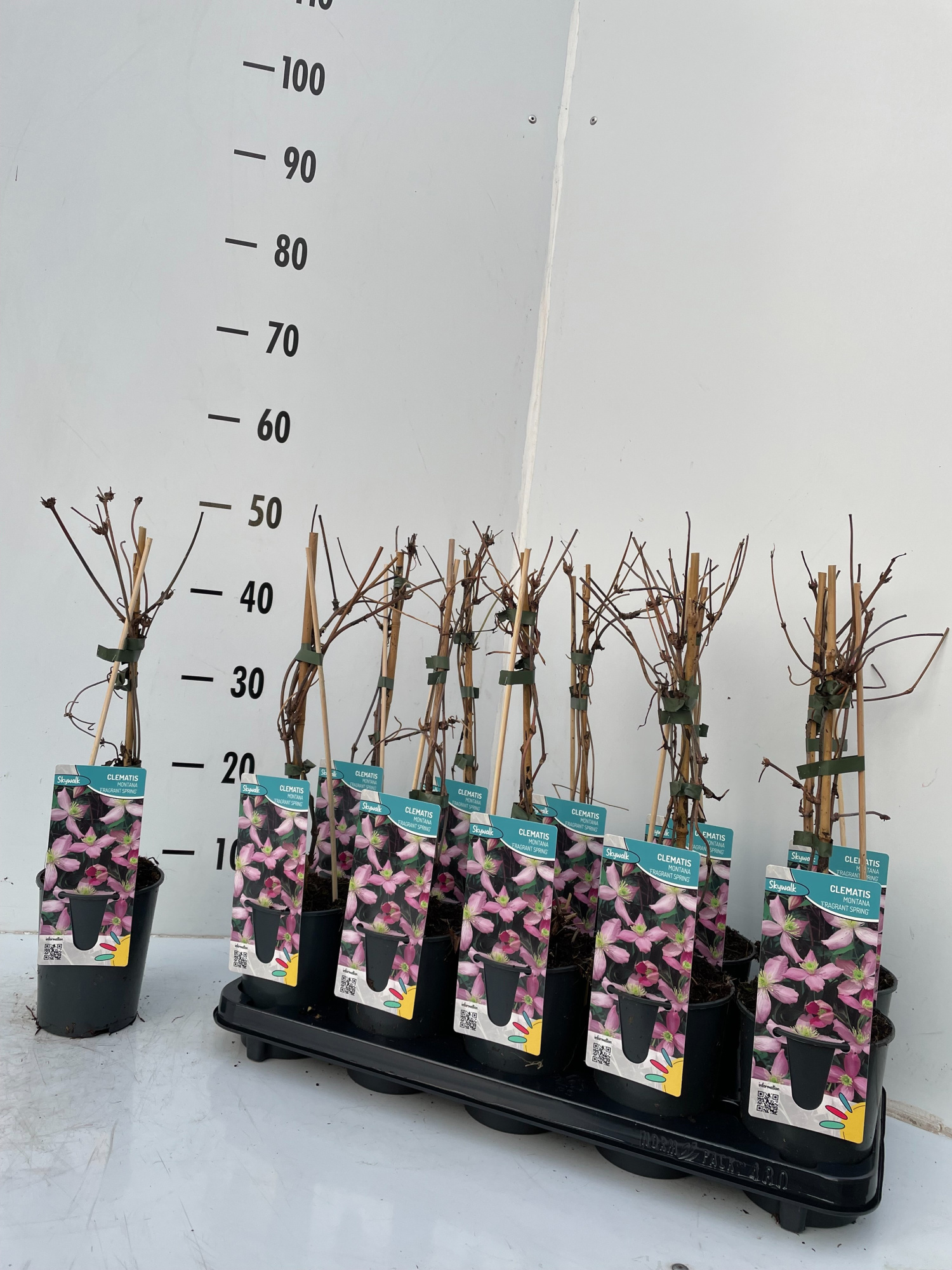 clematis montana fragrant spring, D 12