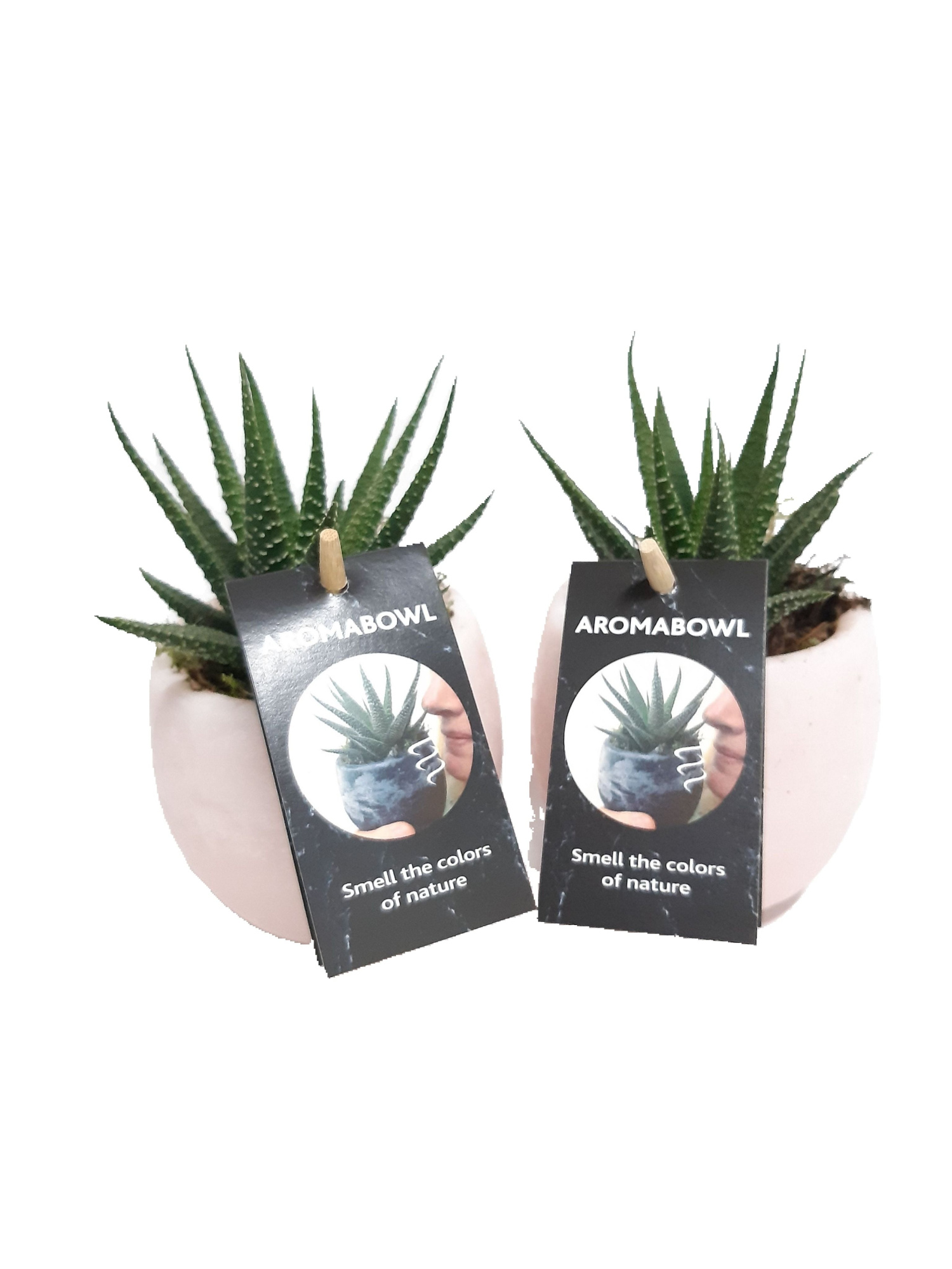 AB9RSEHAW Aroma Bowl Rose 9cm Haworthia, D 9