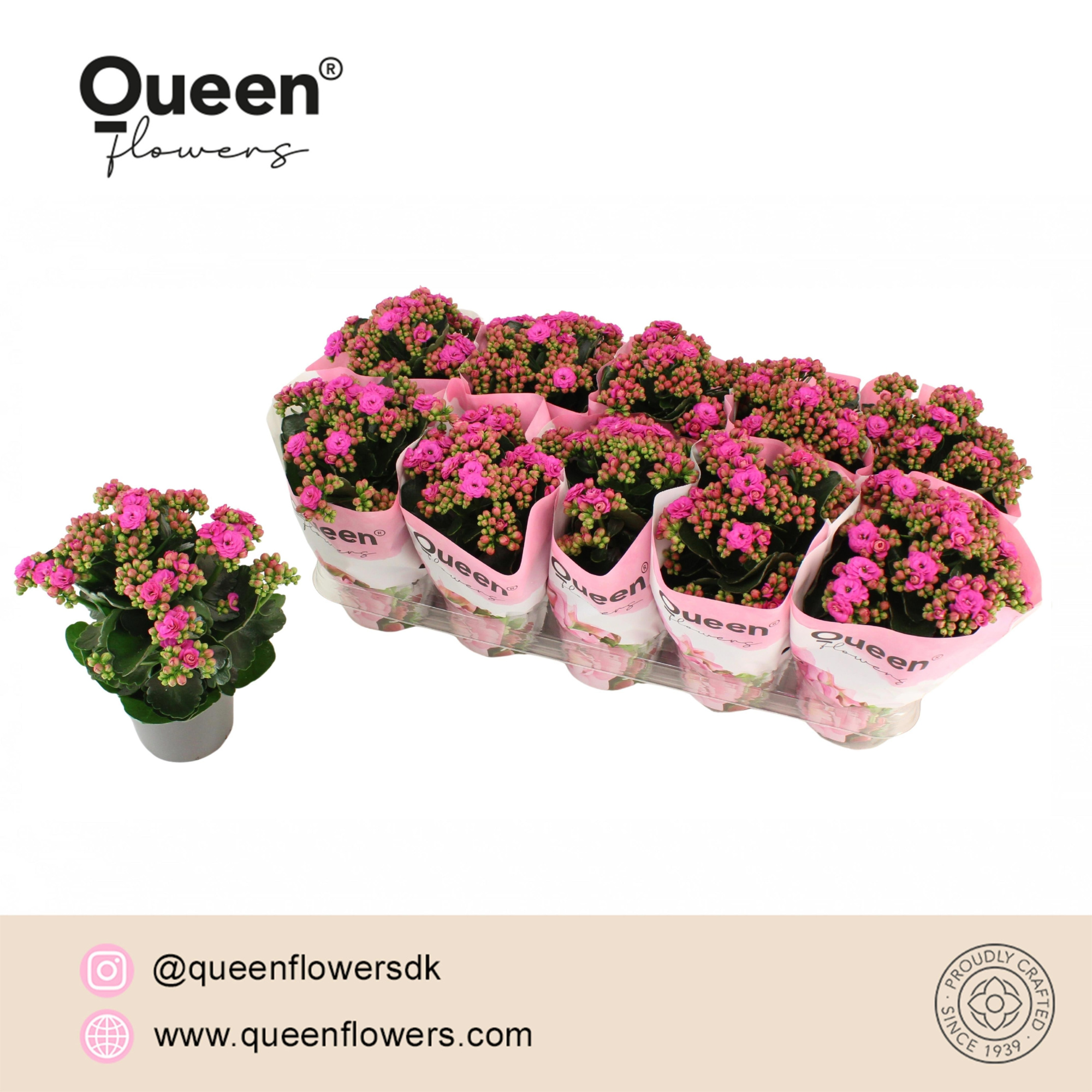 Kalanchoe Augusta P12 Queen, D 12
