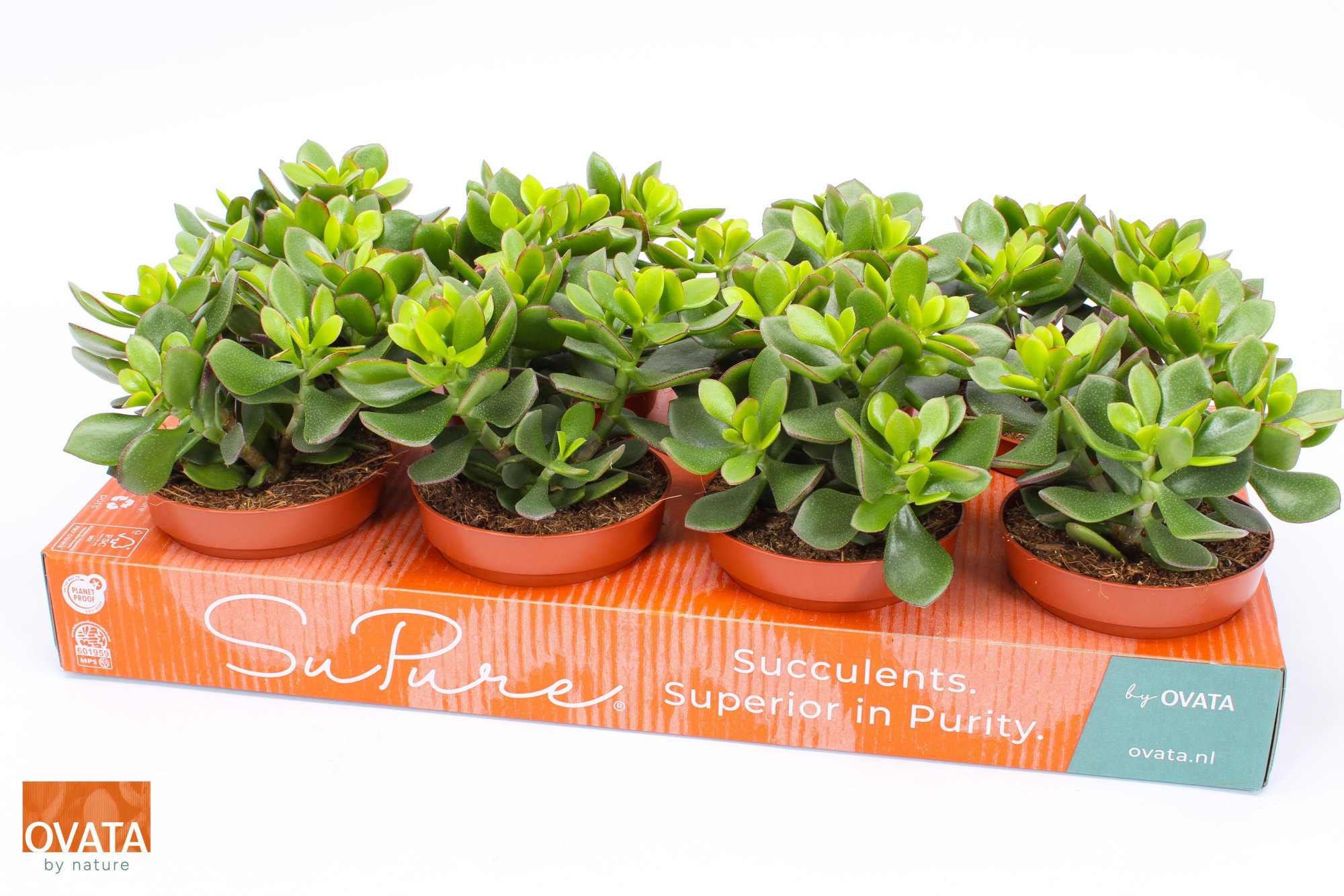 Crassula minova magic 12, D 12