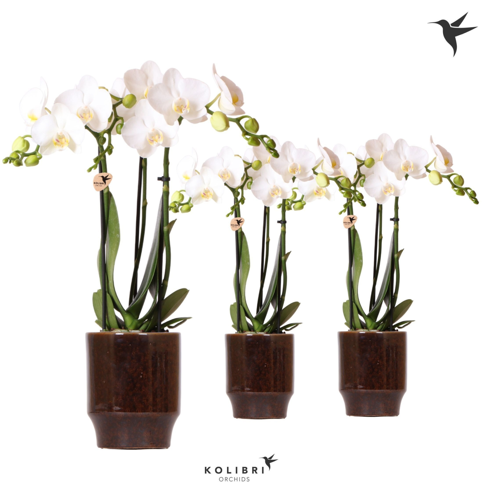 Kolibri Orchids Phalaenopsis white 3 spike in Classy pot brown, D 9 cm