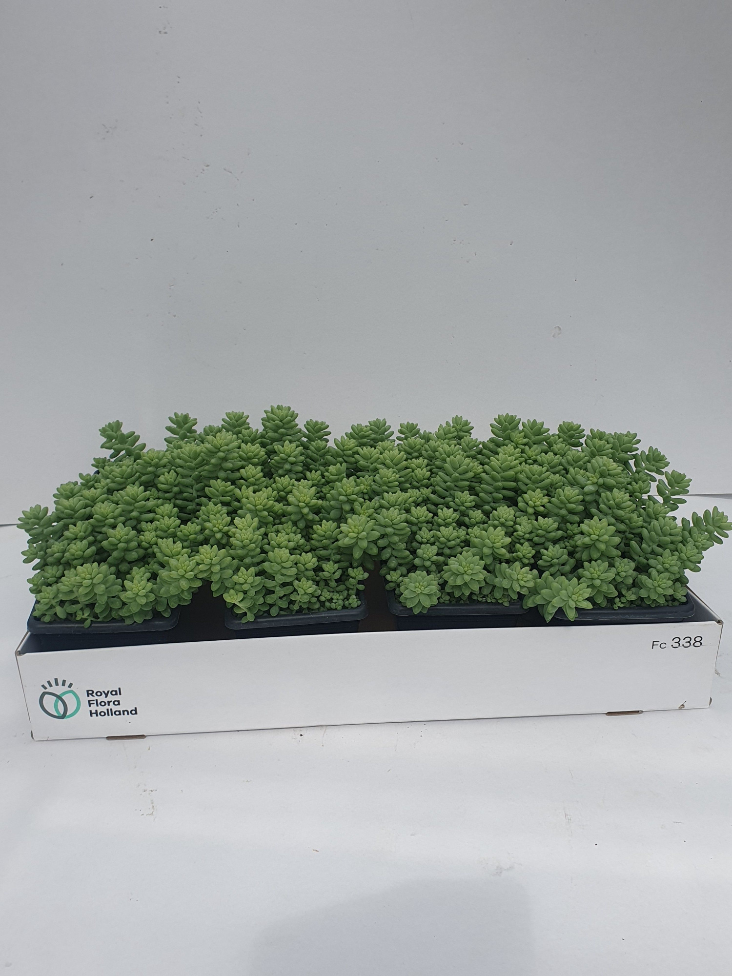 Sedum Burrito Plantenbak 27 cm NIEUW, D 27 cm