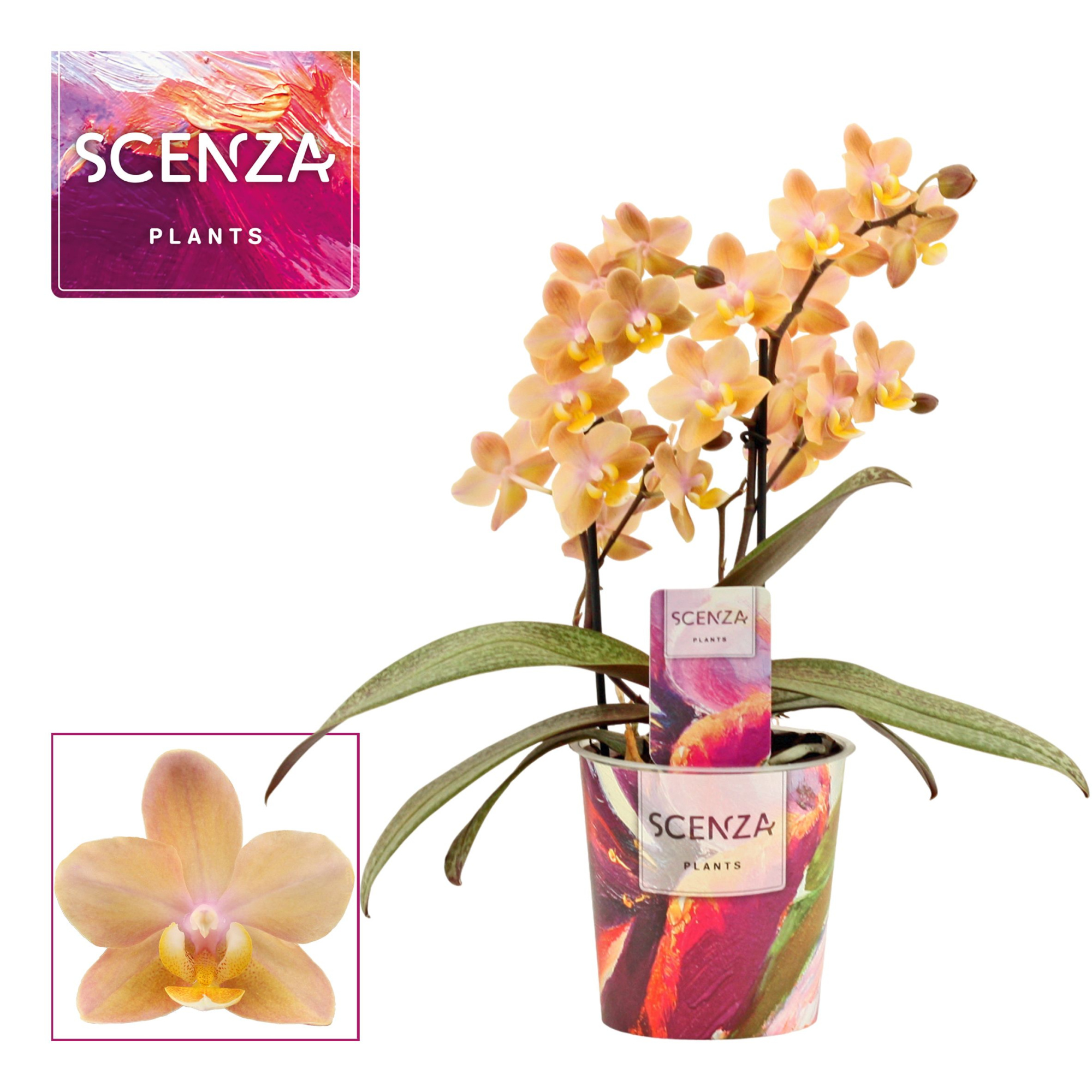 Phalaenopsis perfíum 2 tak Scention (Scenza), D 12
