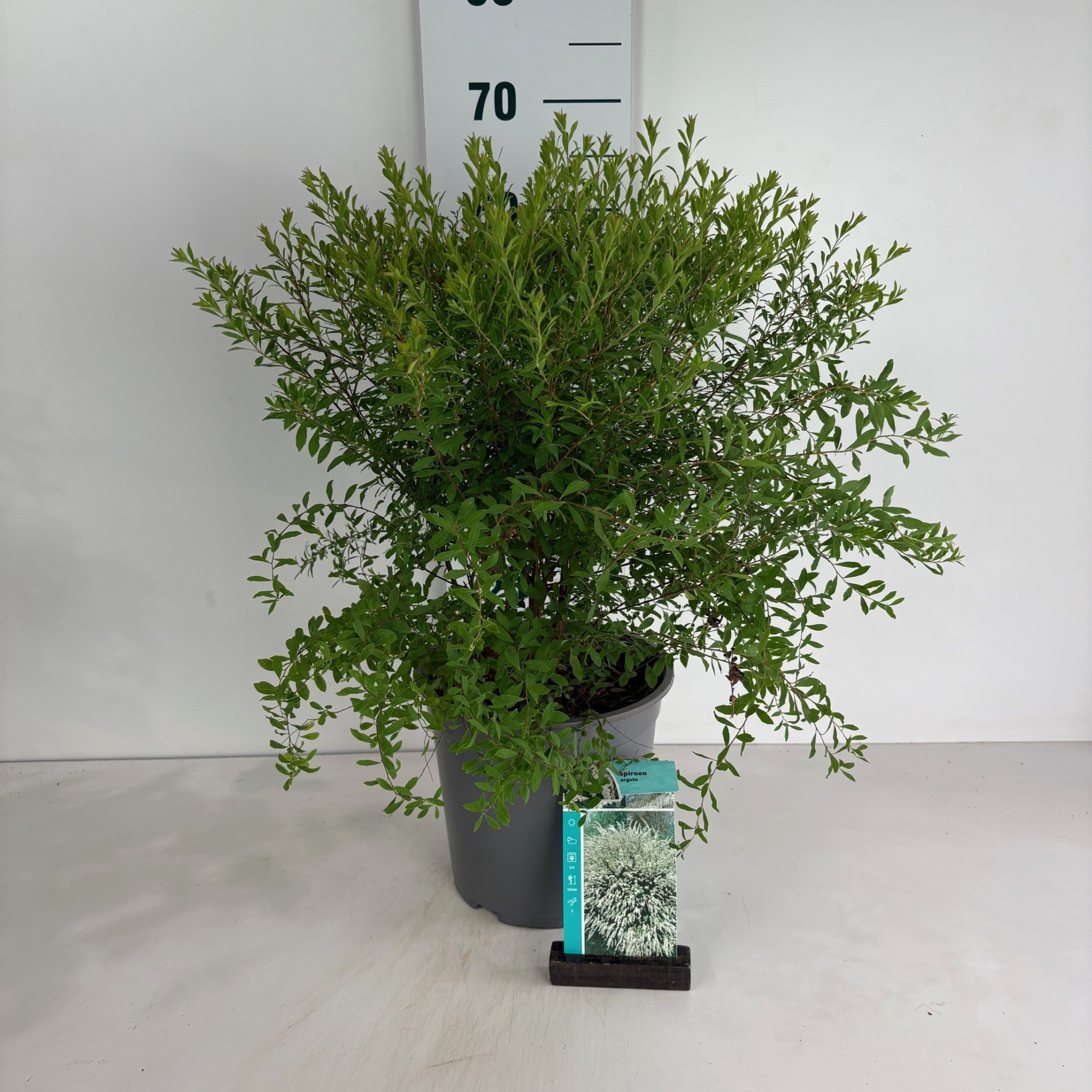 Spiraea arguta, D 24 cm