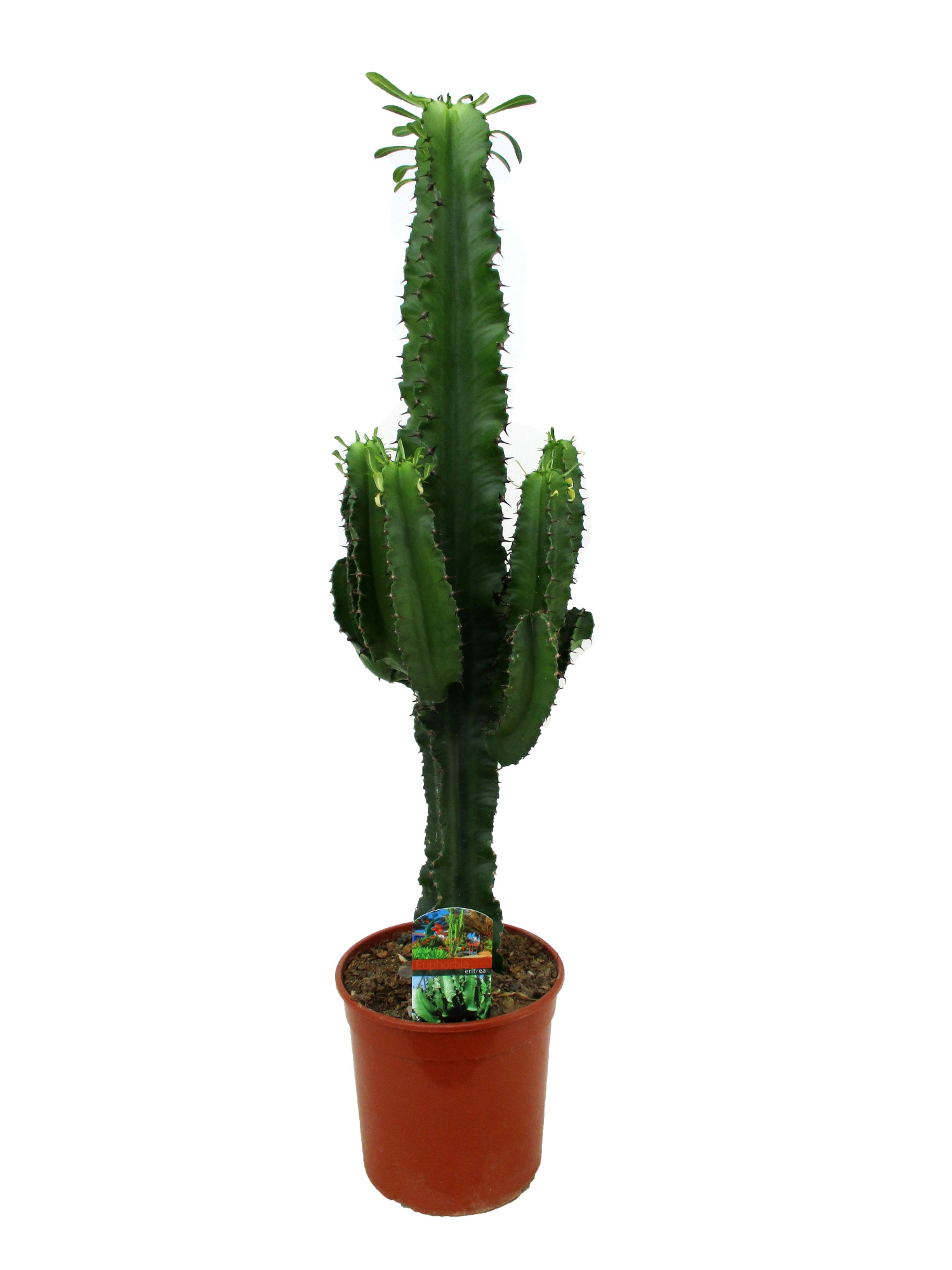 Euphorbia eritrea, D 19