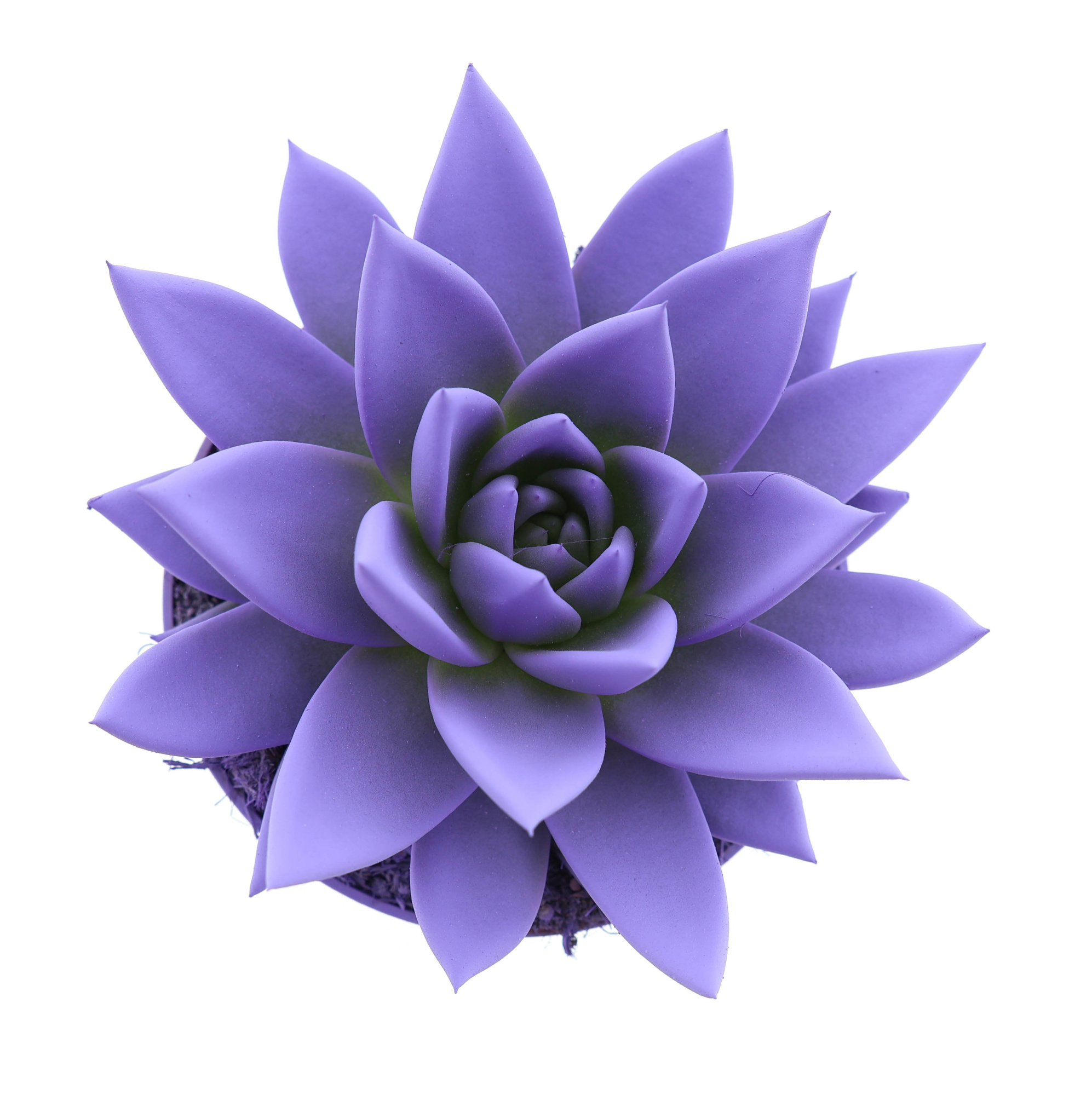 Rainbow dark milka, D 10,5 cm