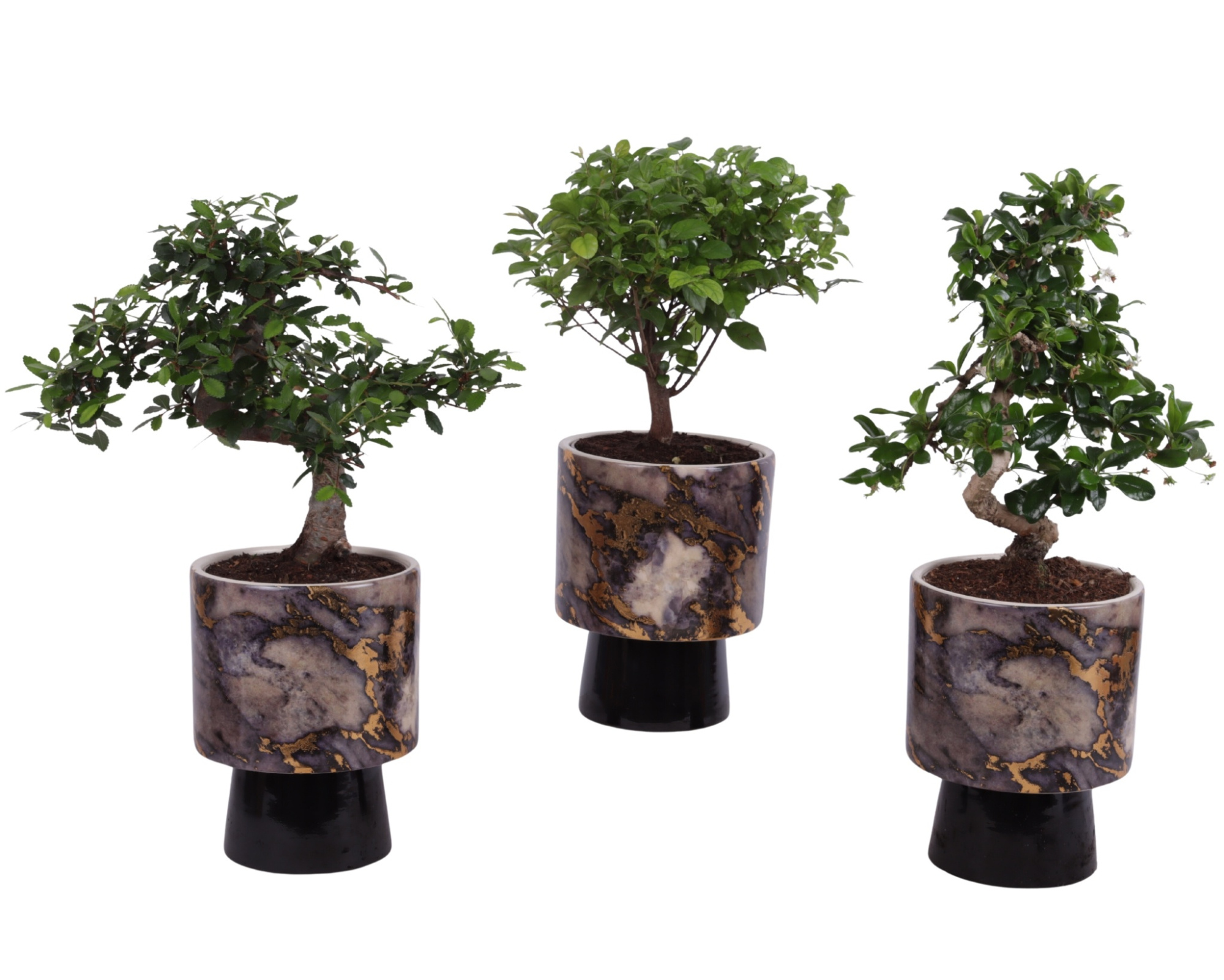 Bonsai Indoor Mix Ø12cm Mix B/S Shape in Ø 14cm Ceramic PL672, D 14