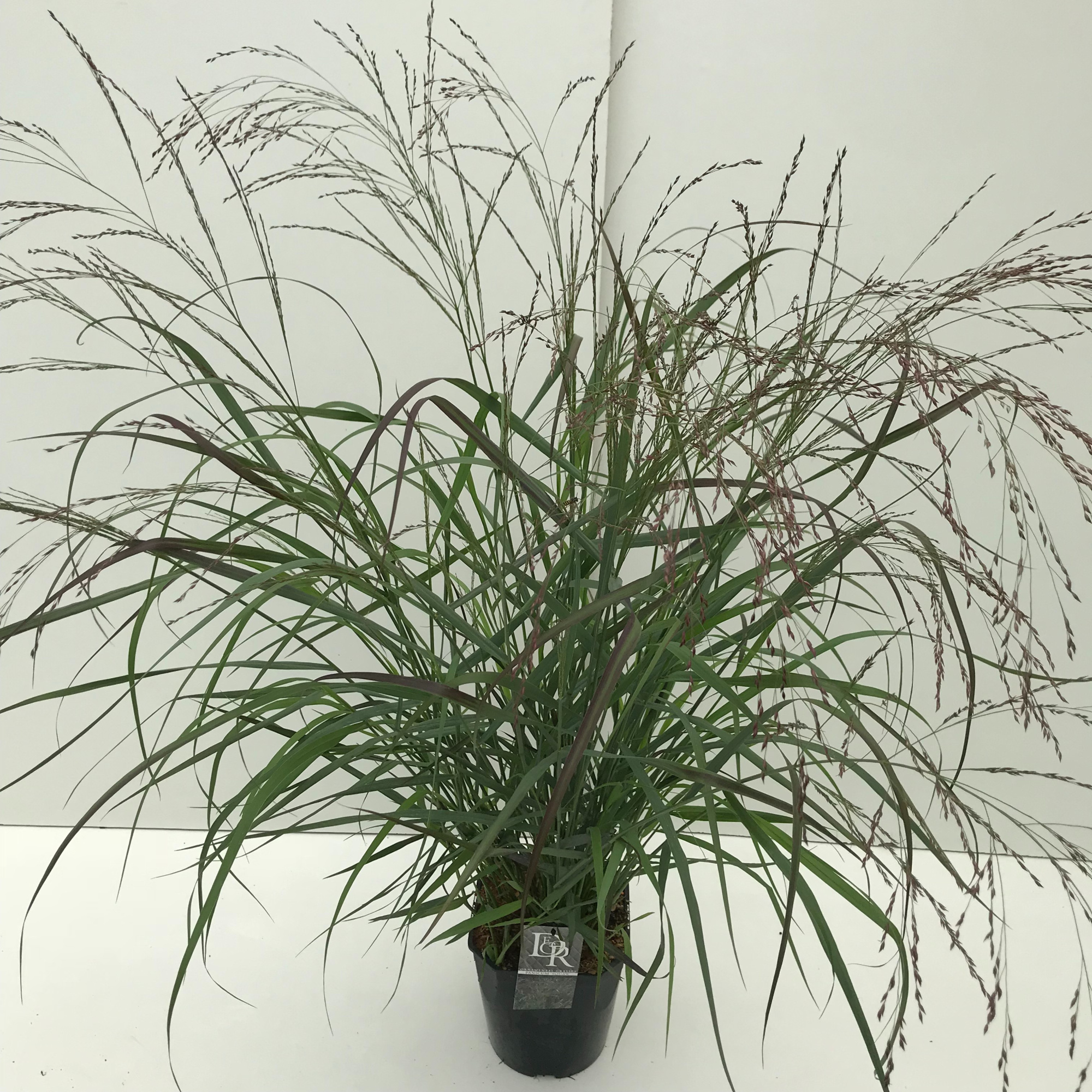 Panicum 'Squaw', D 23 cm