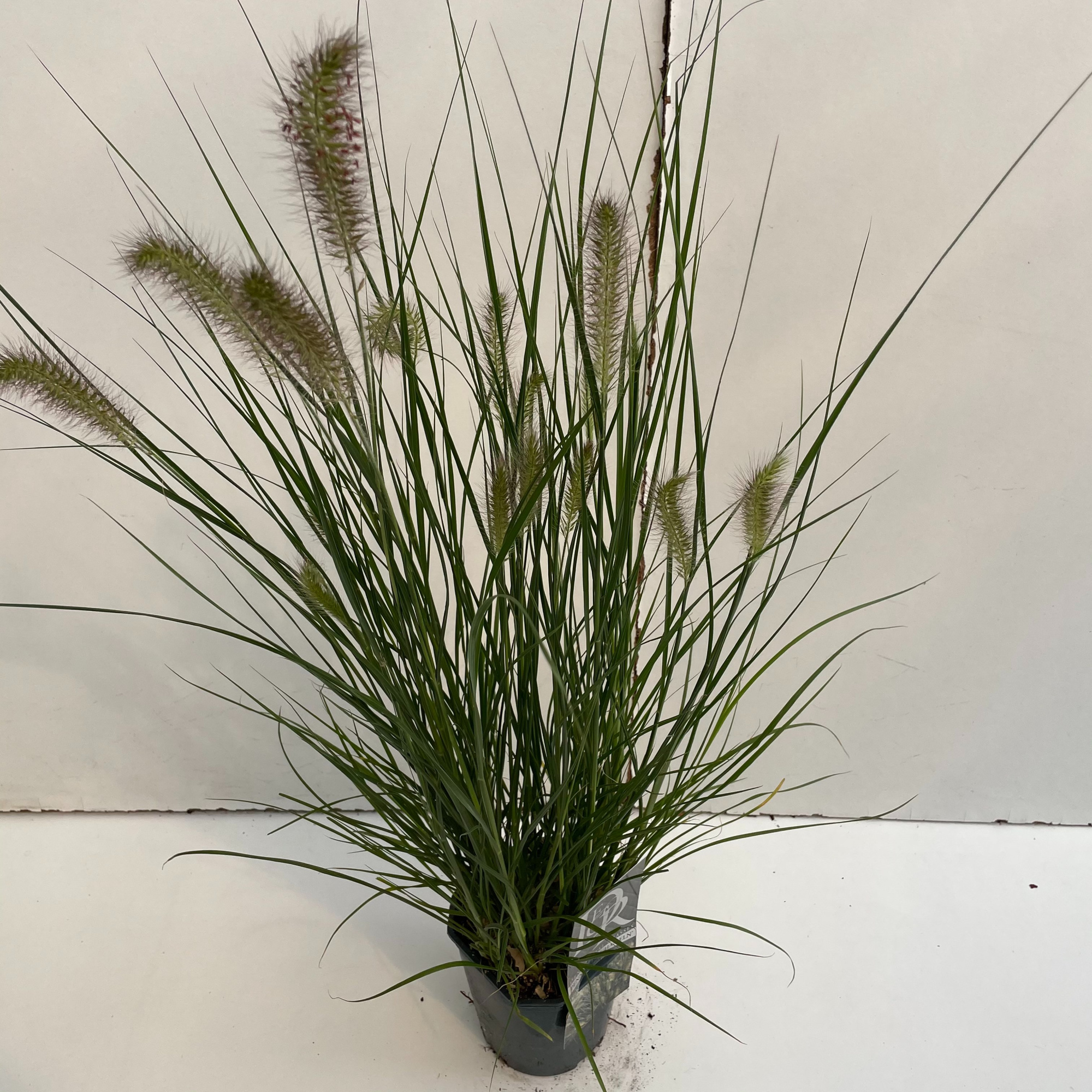 Pennisetum 'Hameln', D 17 cm