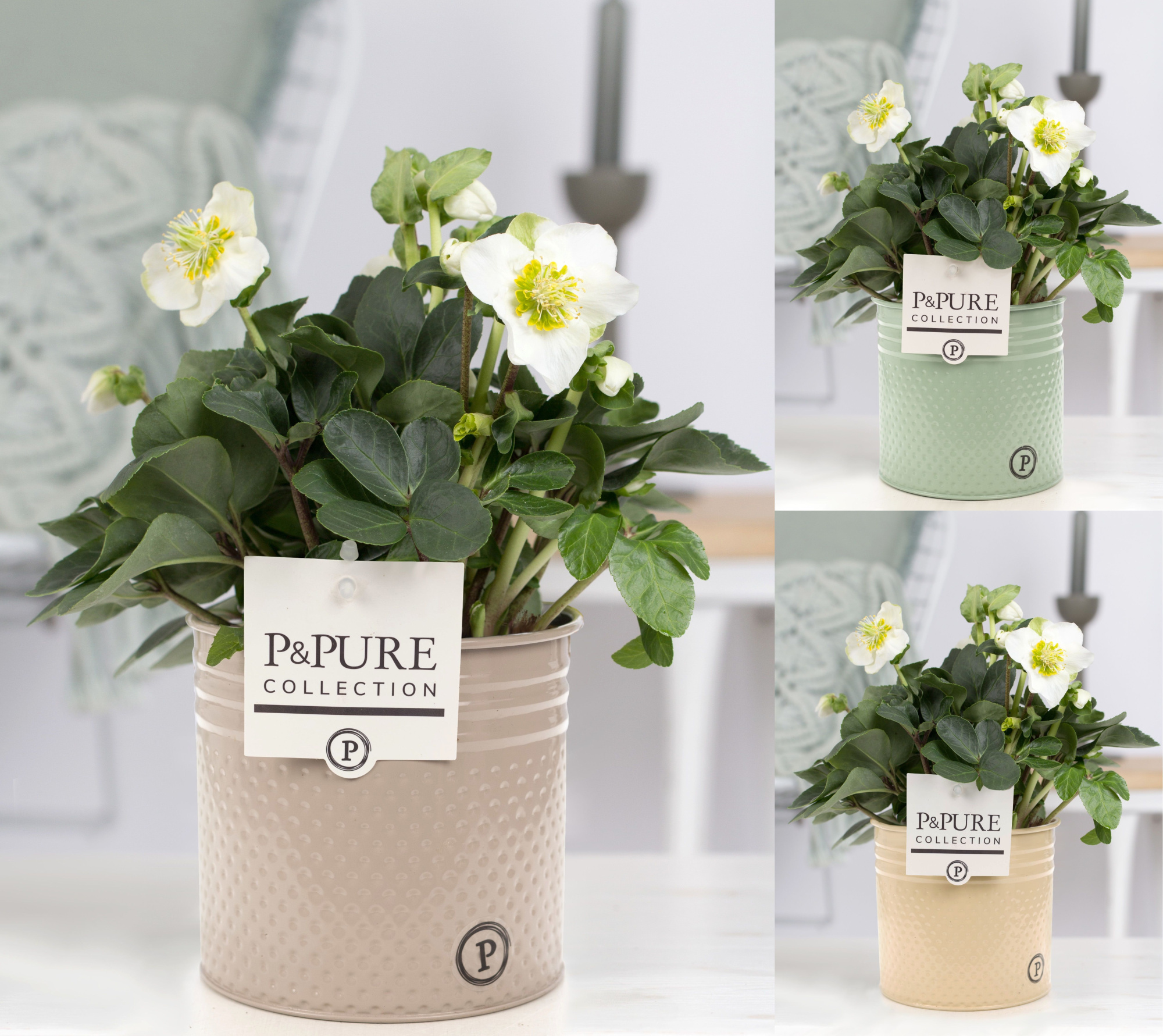 Helleborus n. Christmas Carol in Pure Zinc Louise, D 12 cm