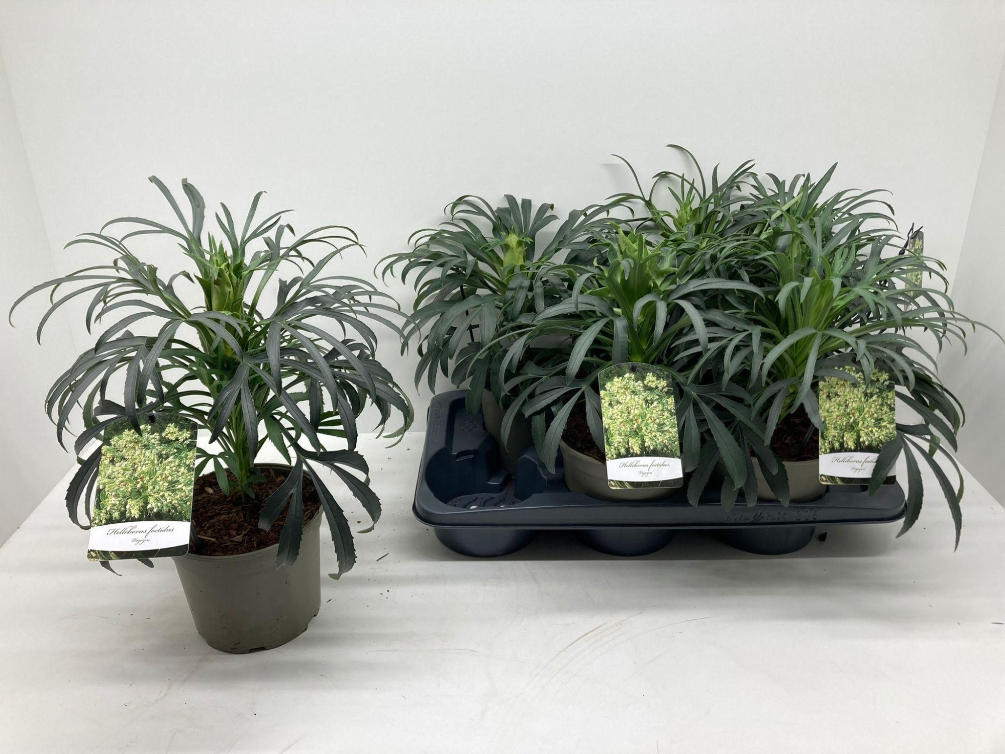 Helleborus foetidus 'Vogezen', D 17 cm