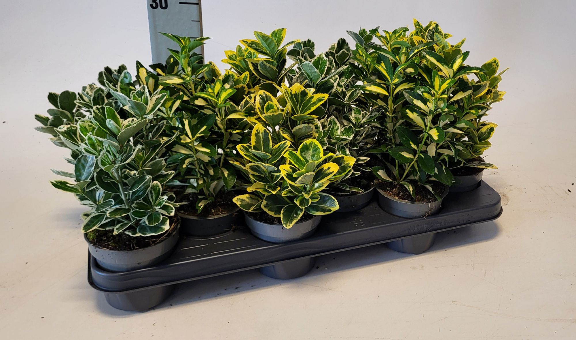 Euonymus mixlaag 10,5 cm, D 10,5 cm