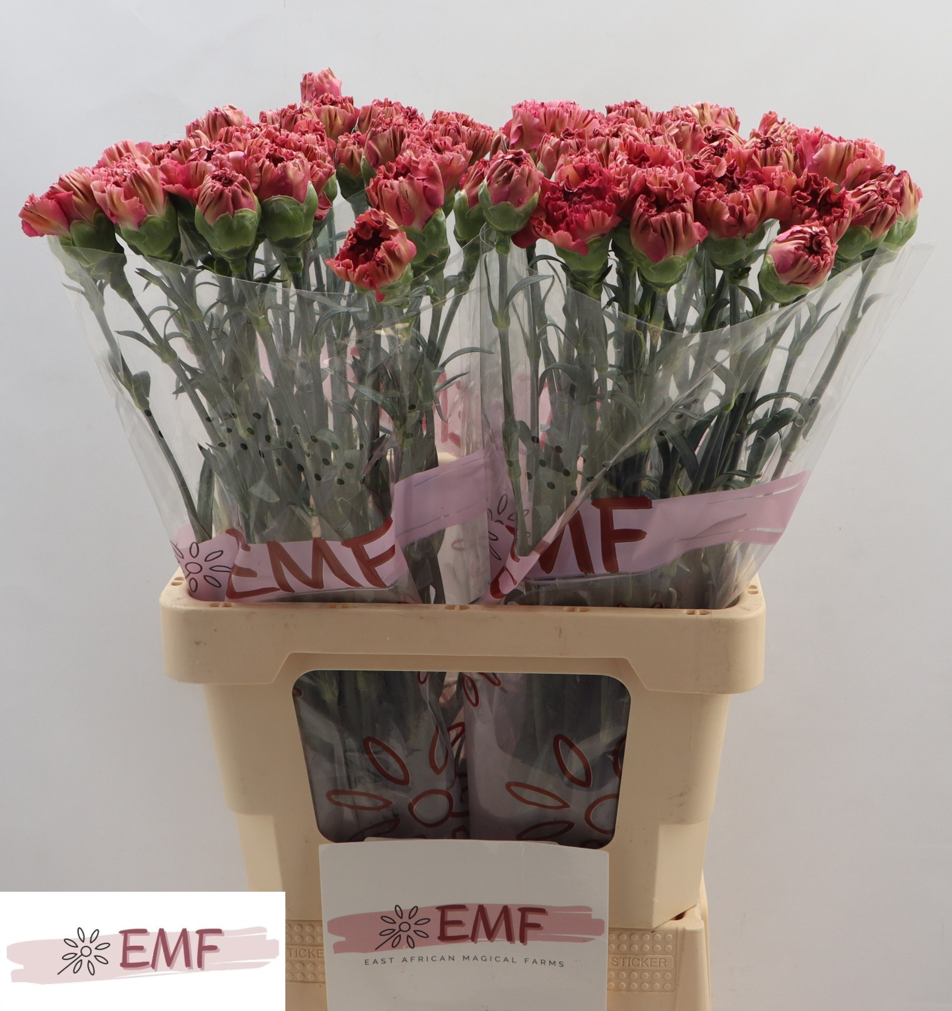 Диантус од. Вайпер Вайн, шт.