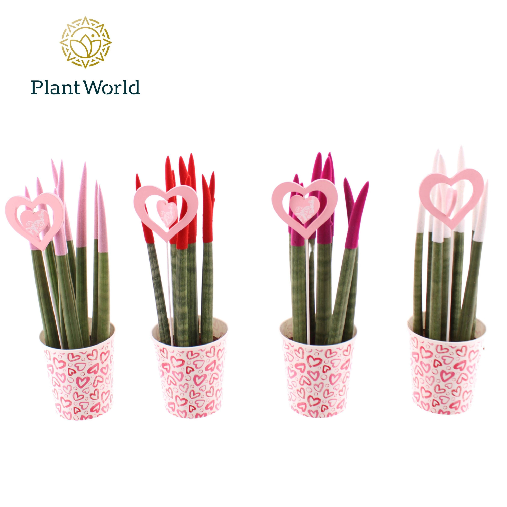 Sansevieria VELVET TOUCHZ® Tainted Love Papercup en Love Bijsteker, D 8,5